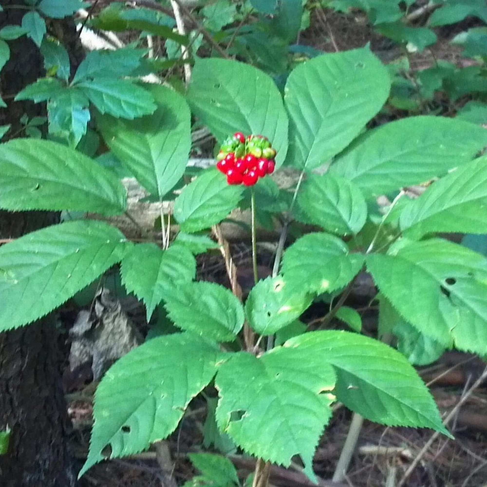 Ridge Runner Trading Co Inc Fleetwood