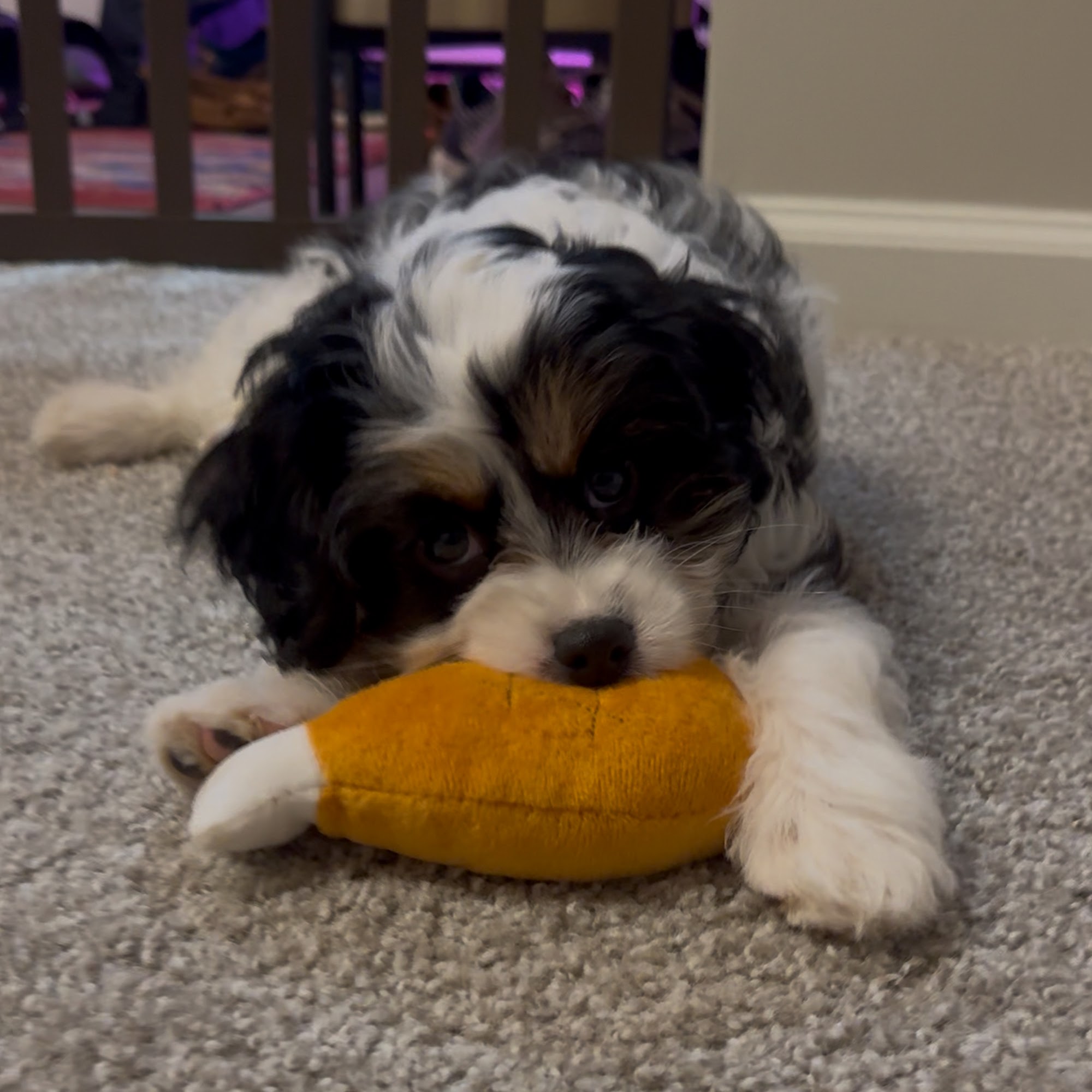 White Oak Veterinary Hospital PC Fletcher