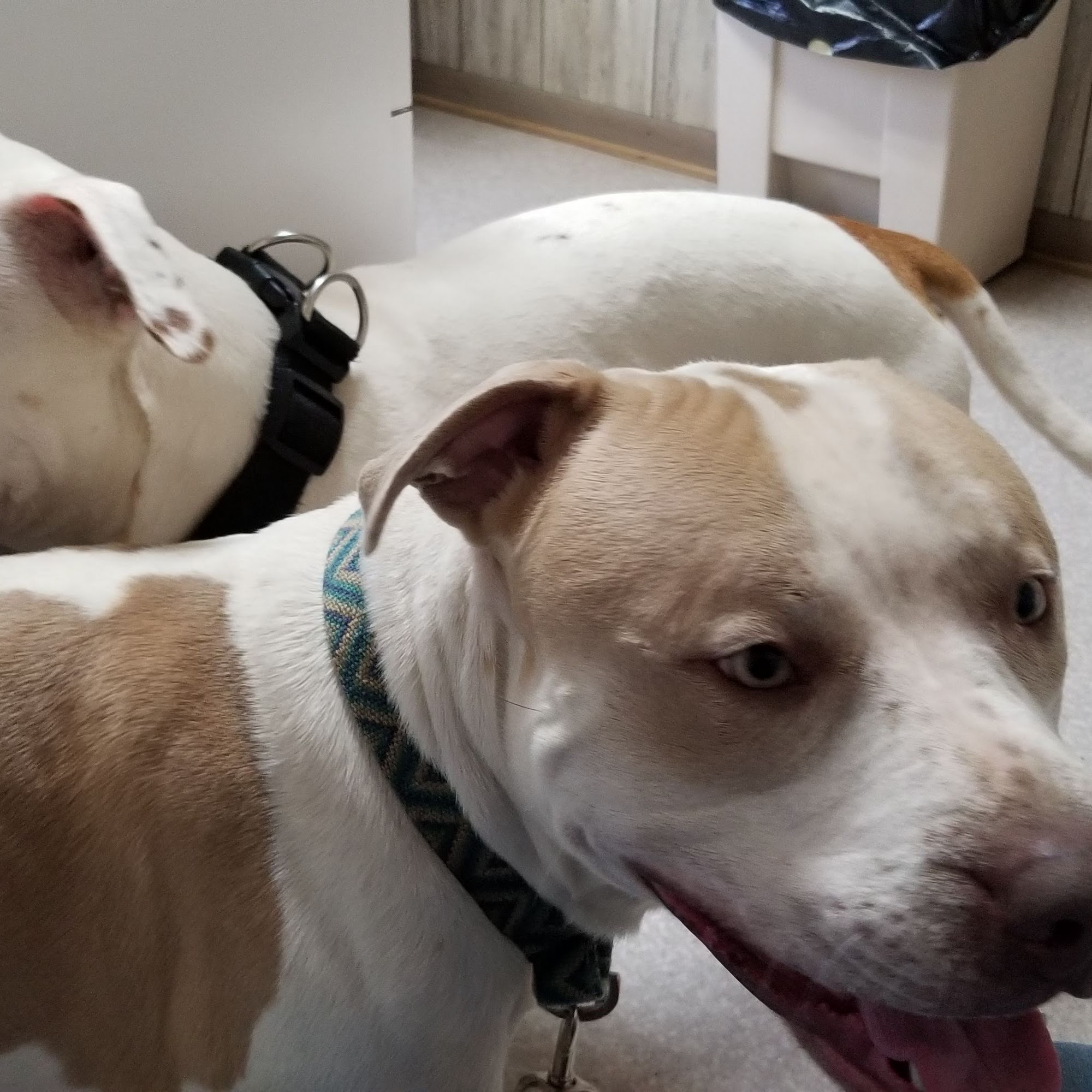 Forest City Animal Hospital Forest City