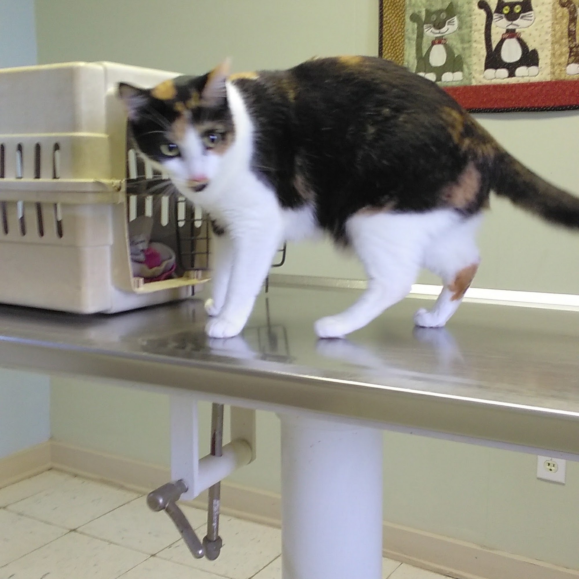 Foothills Animal Clinic Forest City