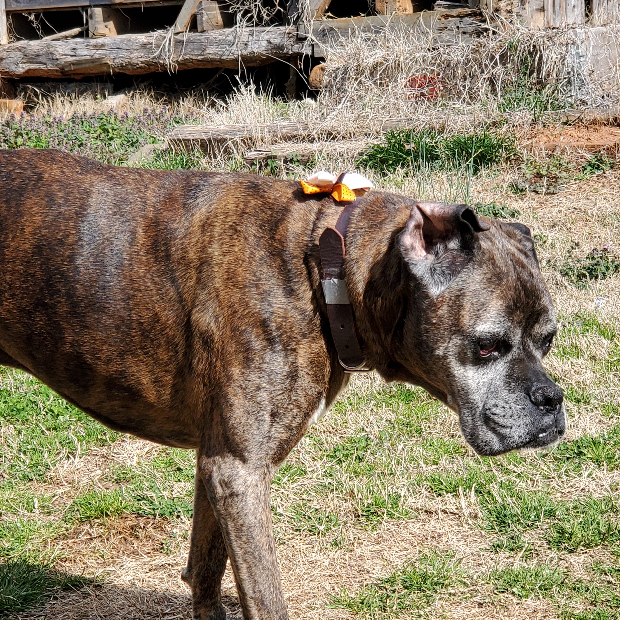 Tri-City Animal Clinic Forest City