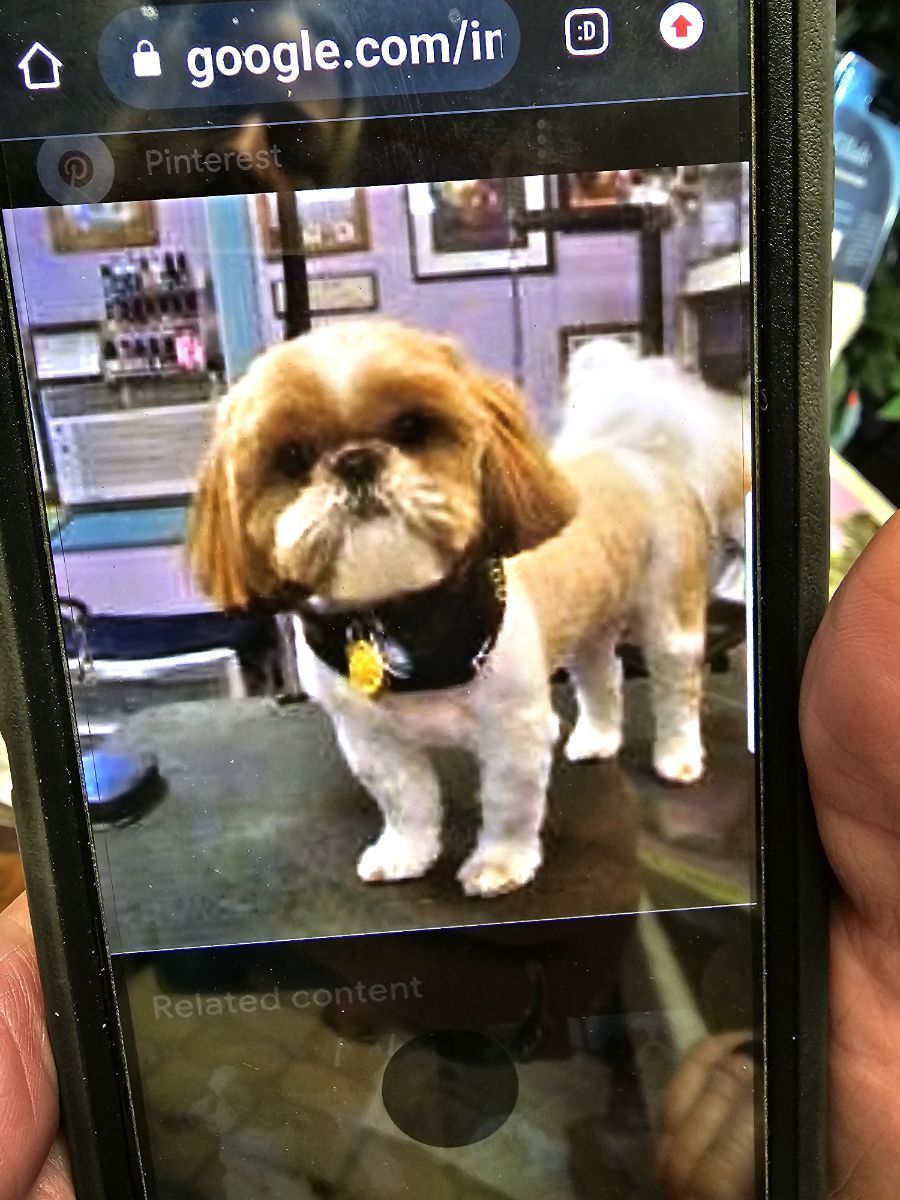 Pampered Pets Forest City