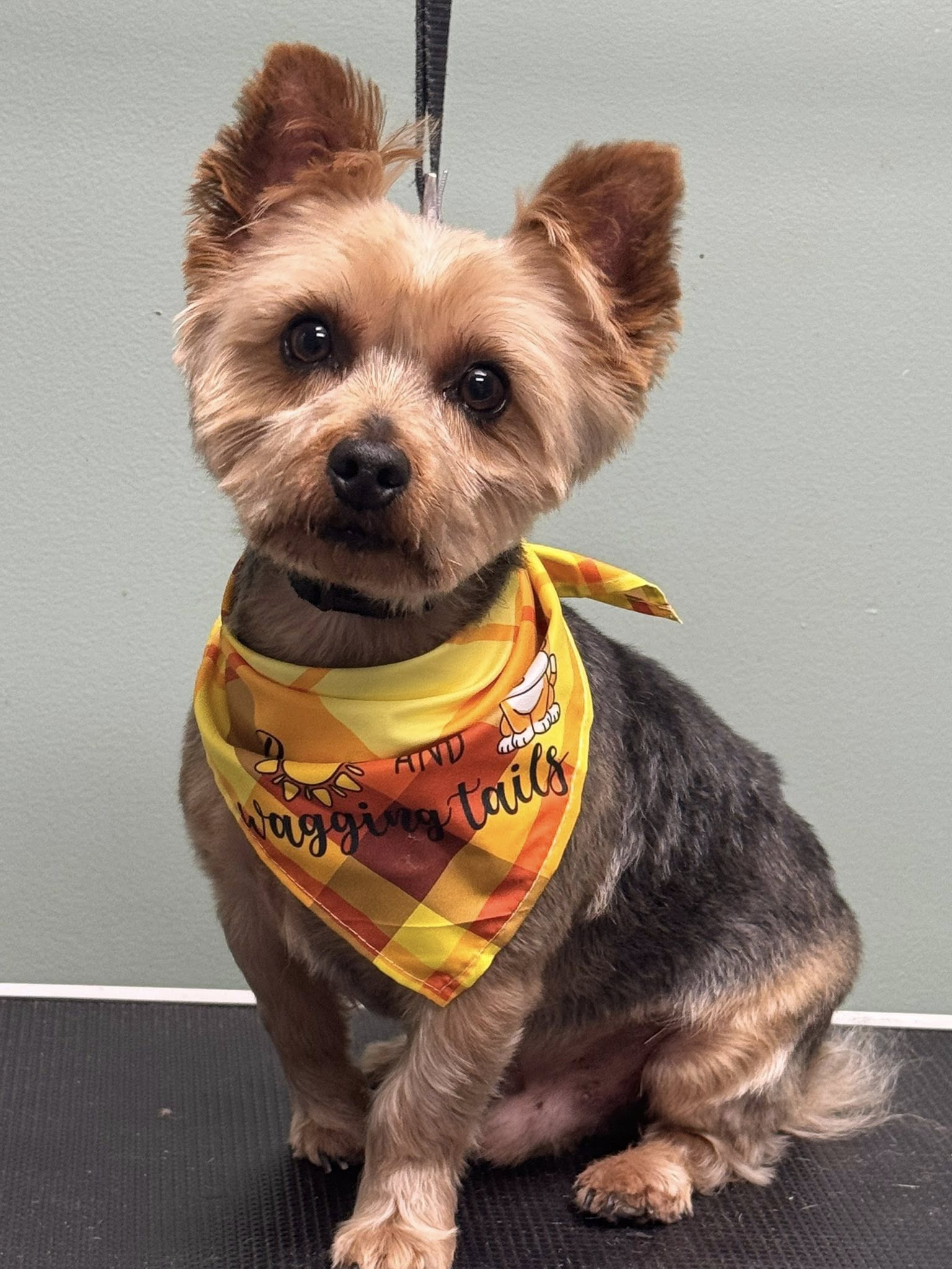 The Paw Palace Forest City