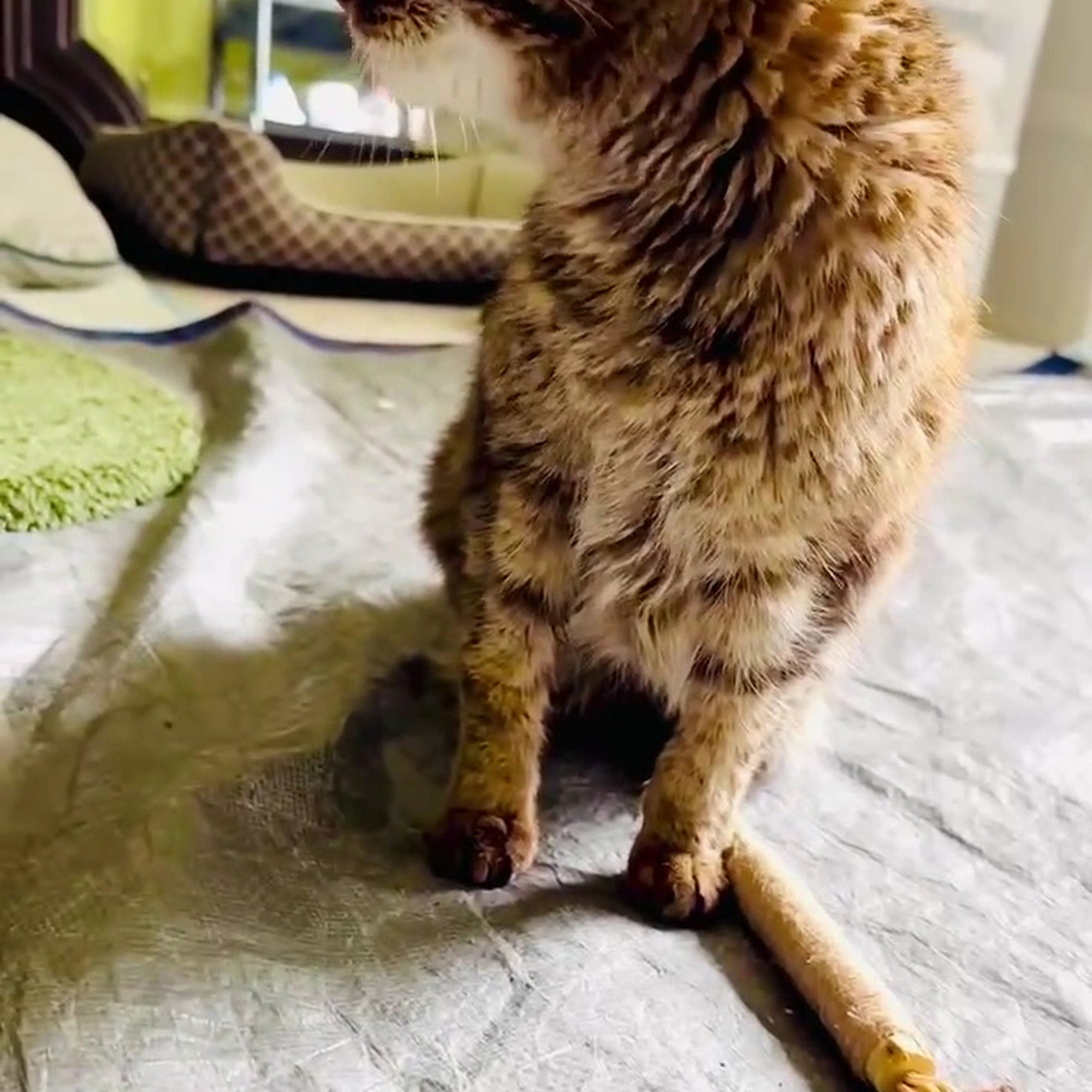 Quality Care Animal Hospital Four Oaks