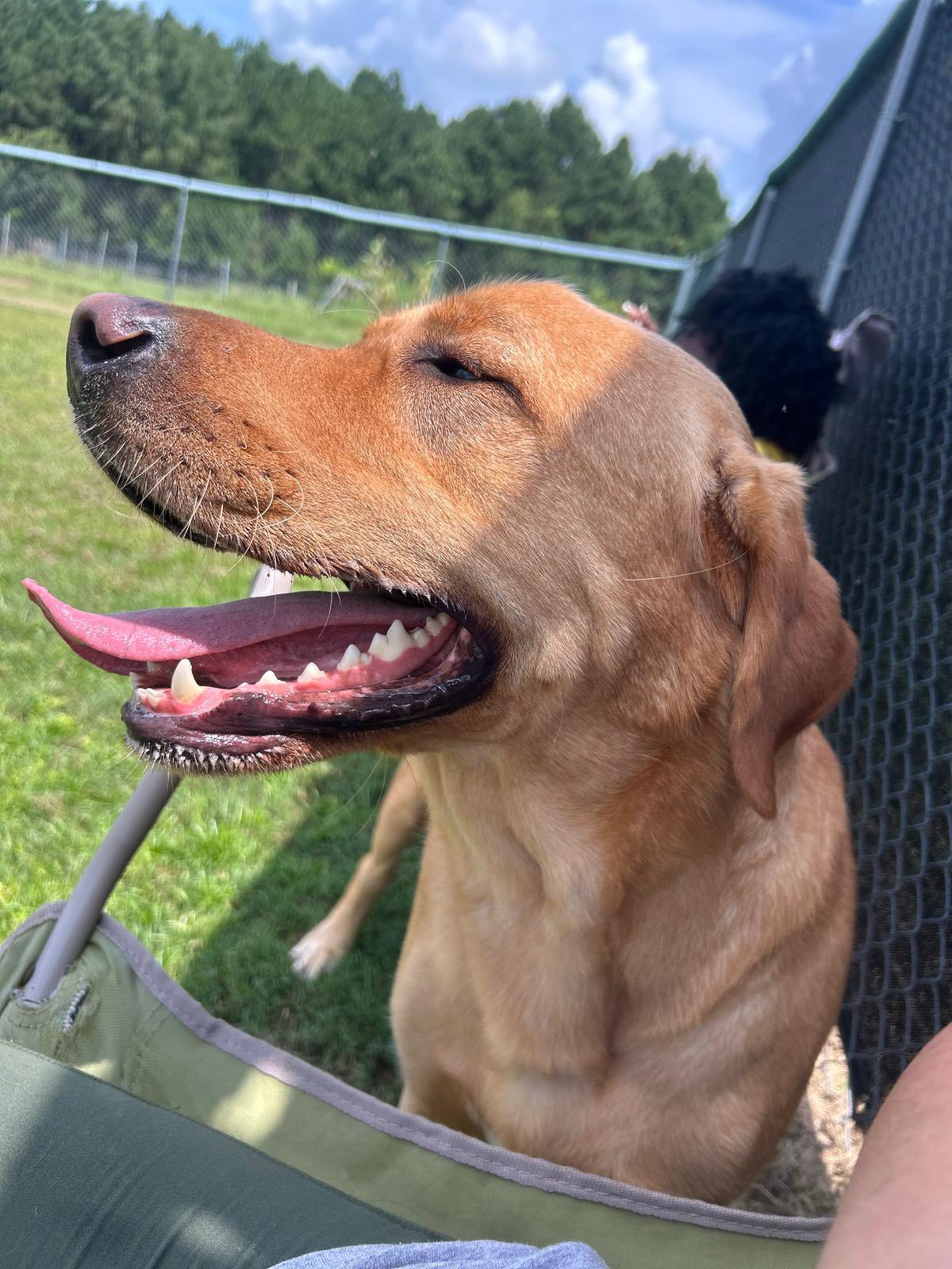 Pet Perfection Four Oaks