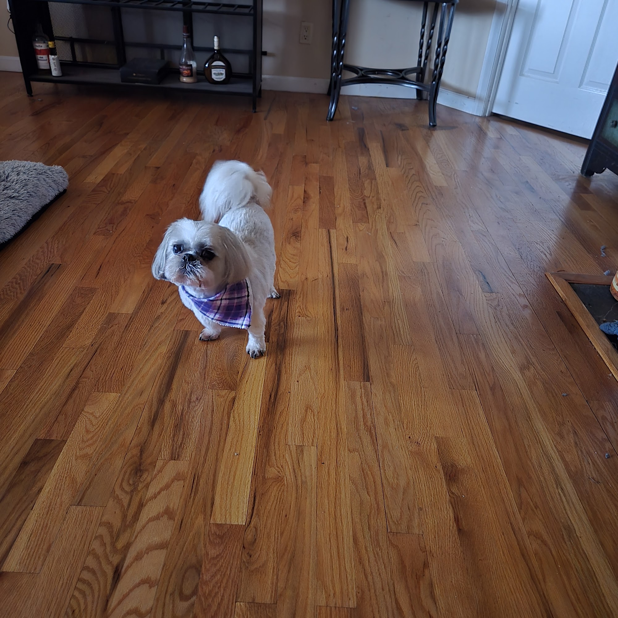 Pet Perfection Four Oaks