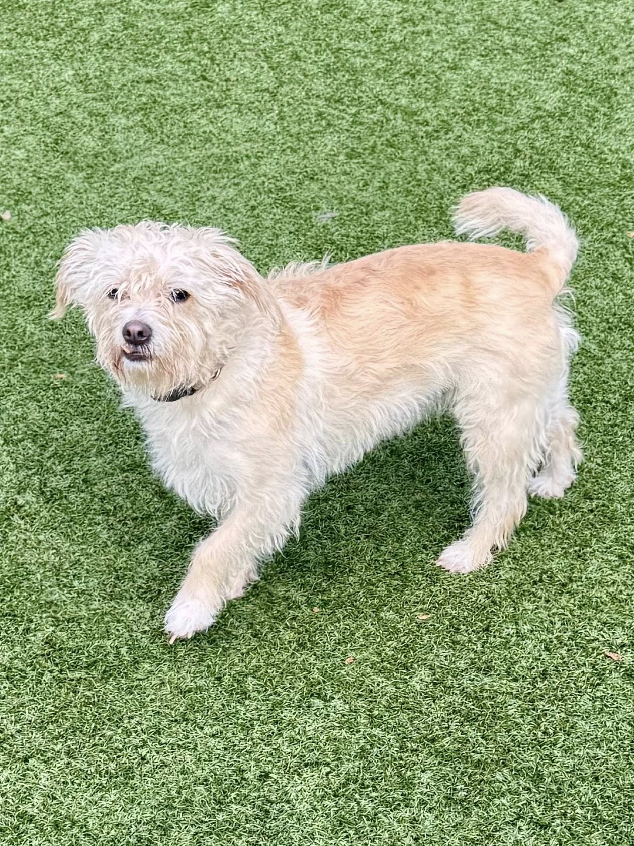 Creekside Kennels Franklin