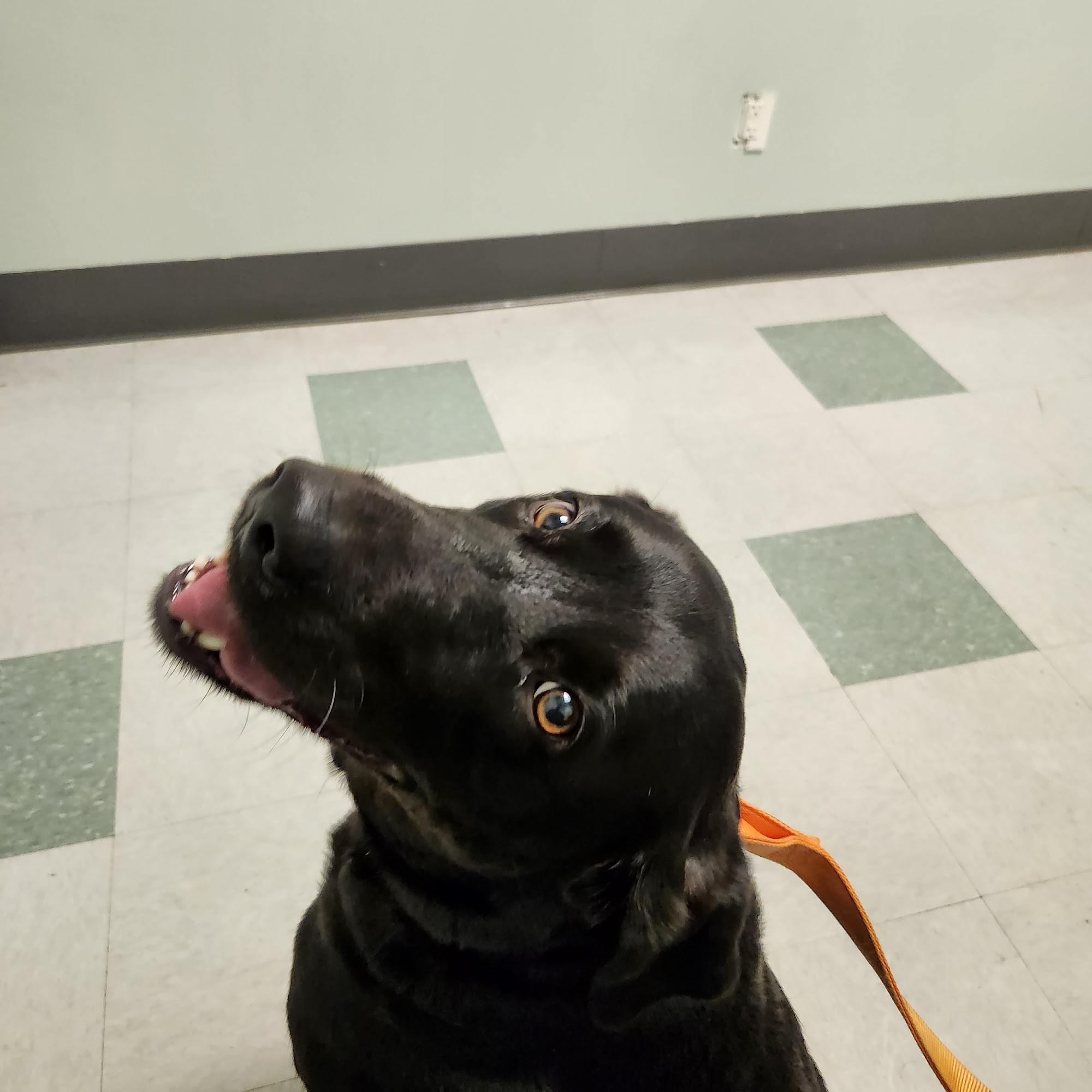 Family Pet Animal Hospital Garner