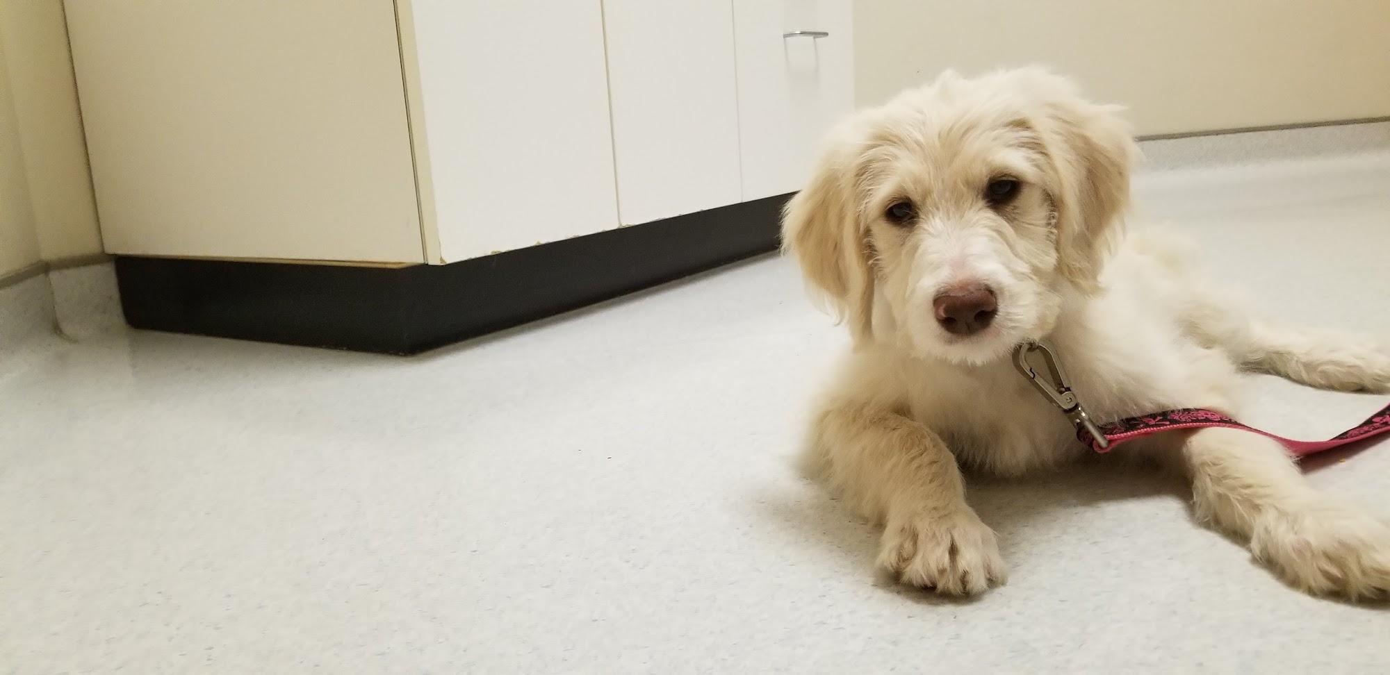 Cleveland School Animal Hospital Garner