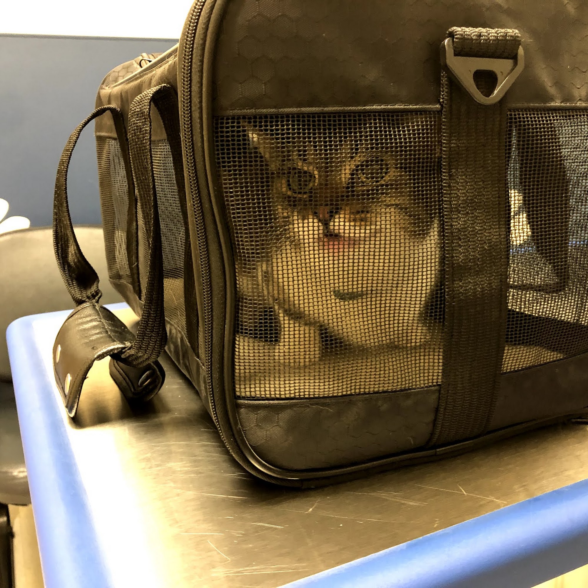 Cleveland School Animal Hospital Garner