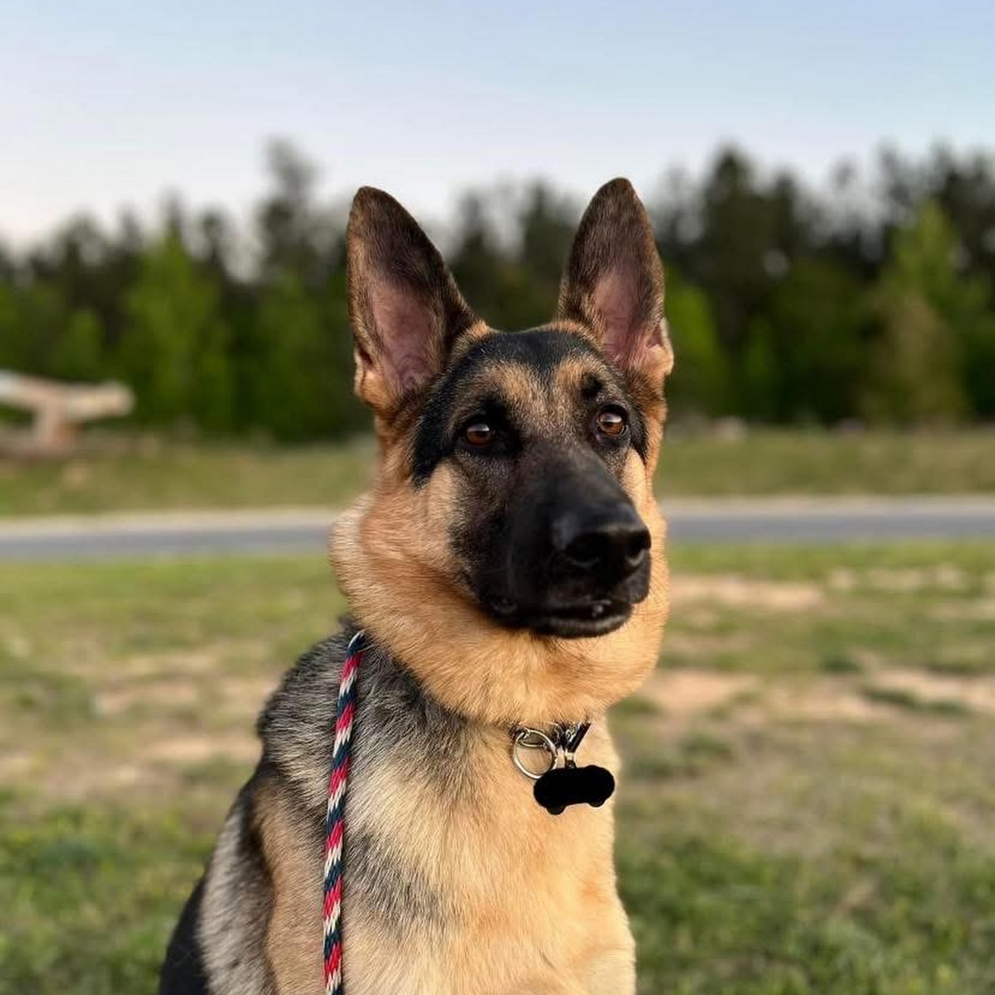Blue Line K-9 Dog Training Garner