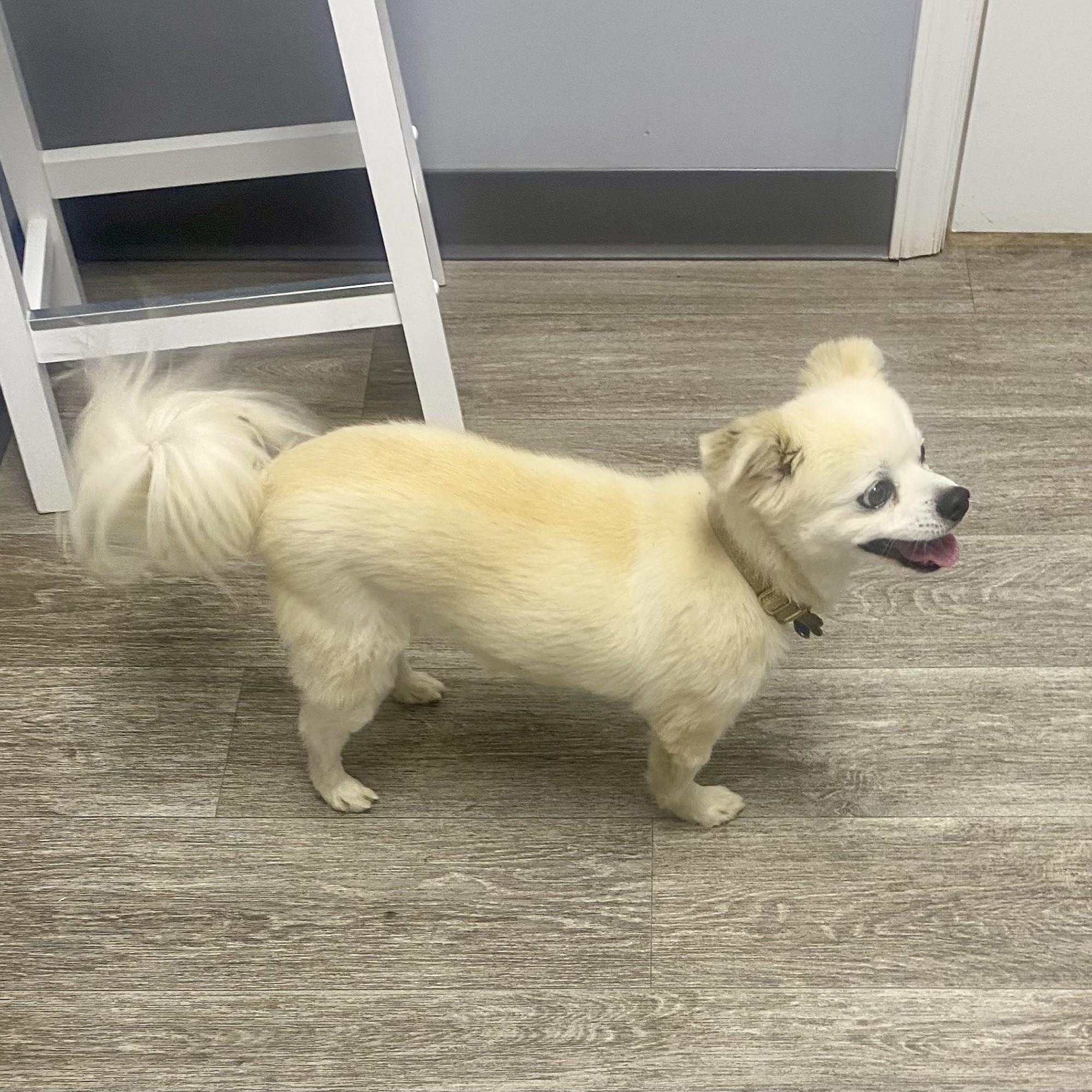 Eastridge Animal Hospital Gastonia