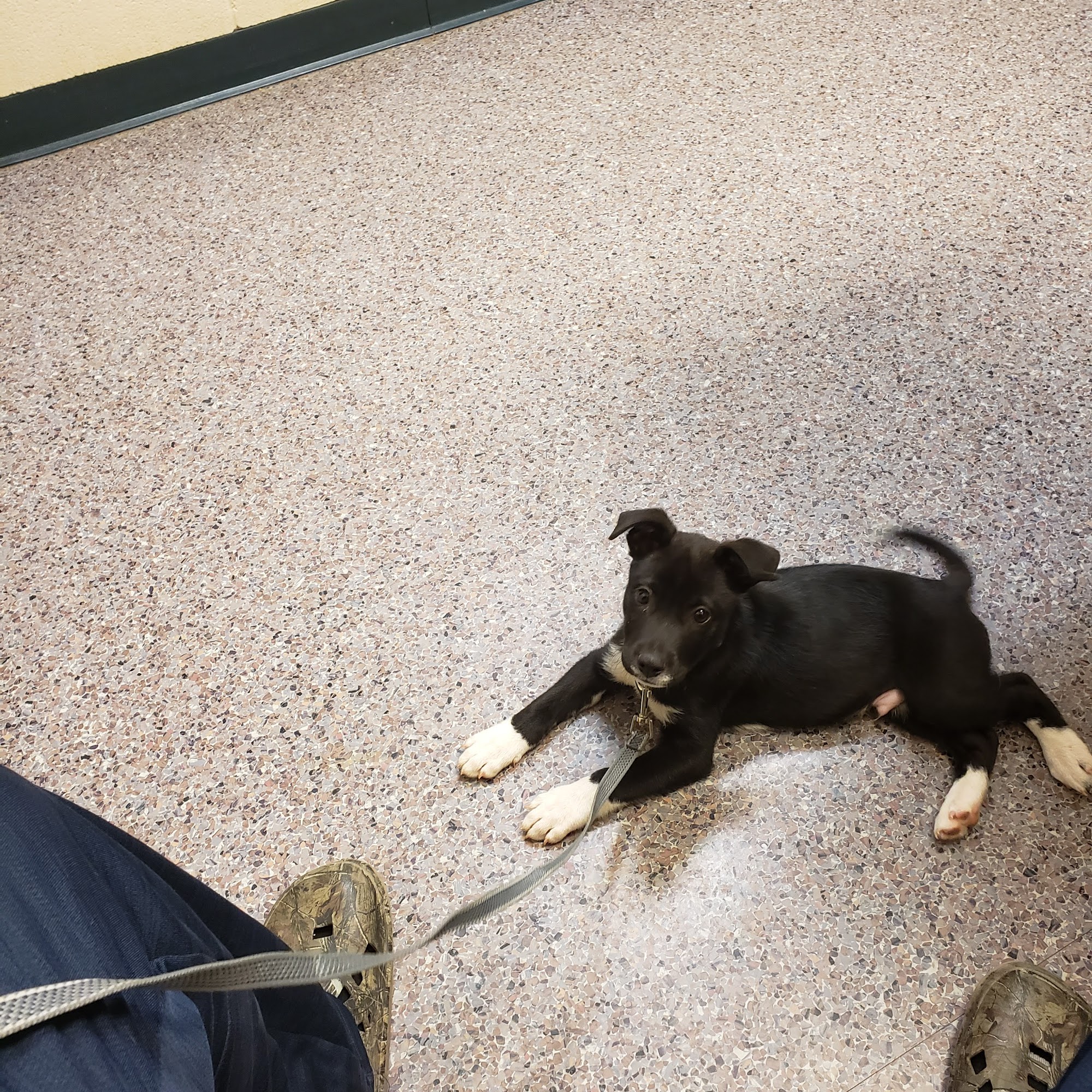 Phillips Animal Medical Hospital Gastonia