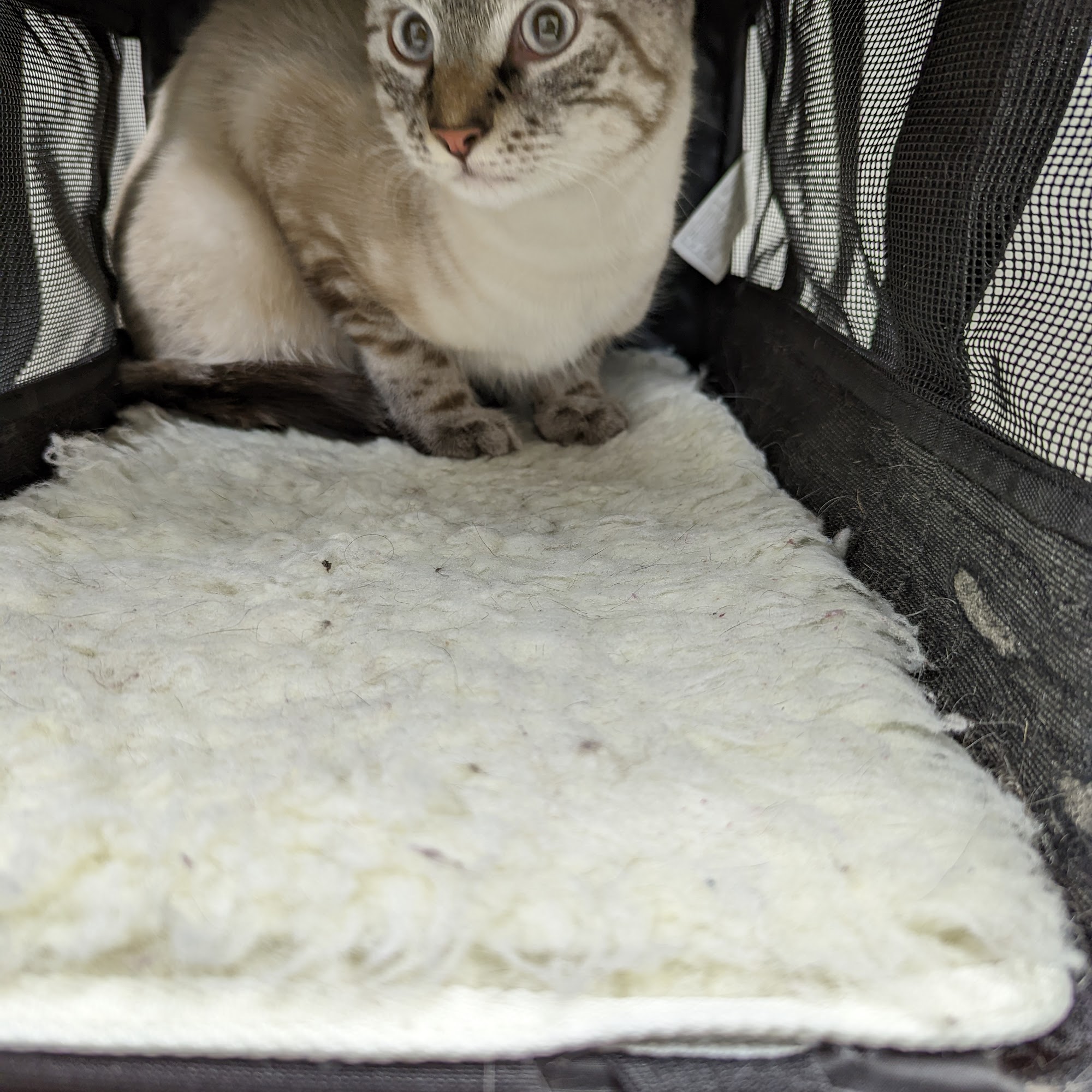 Gaston Veterinary Hospital PA Gastonia