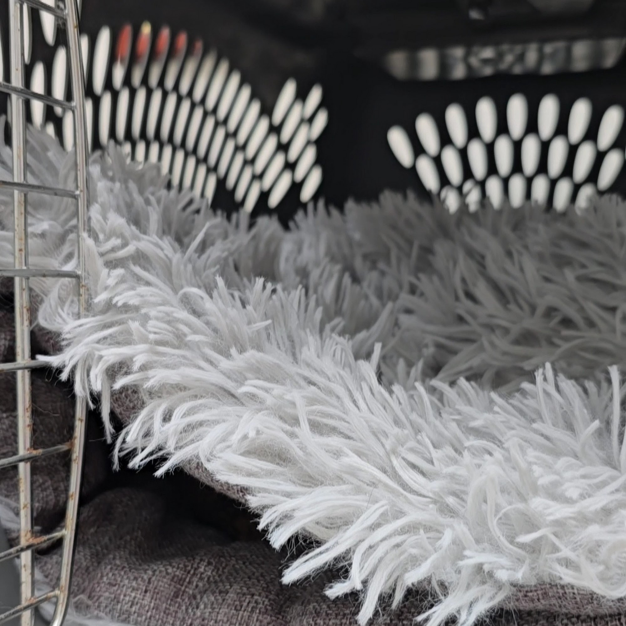 Carolina Cat Clinic: Cristobal Kayla DVM Gastonia