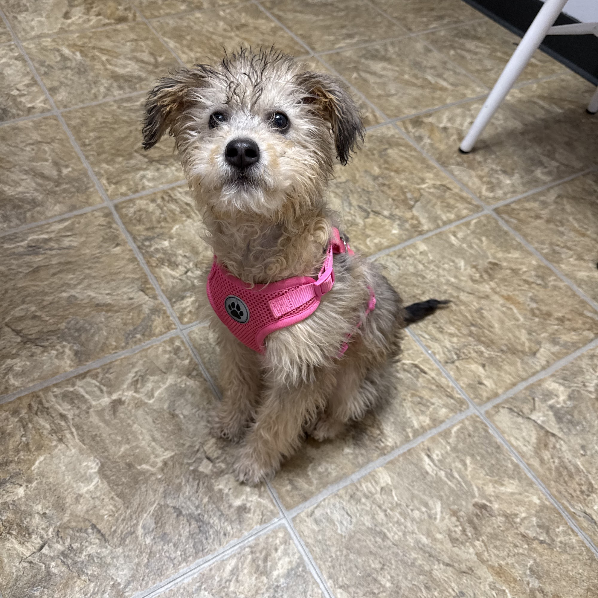 TotalBond Veterinary Hospital at Forestbrook Gastonia