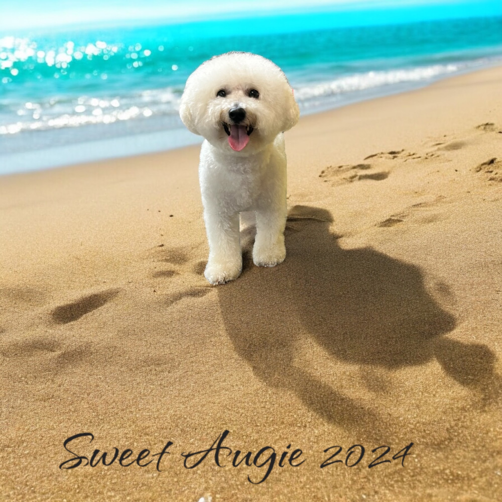 Dog Pro Services Gastonia