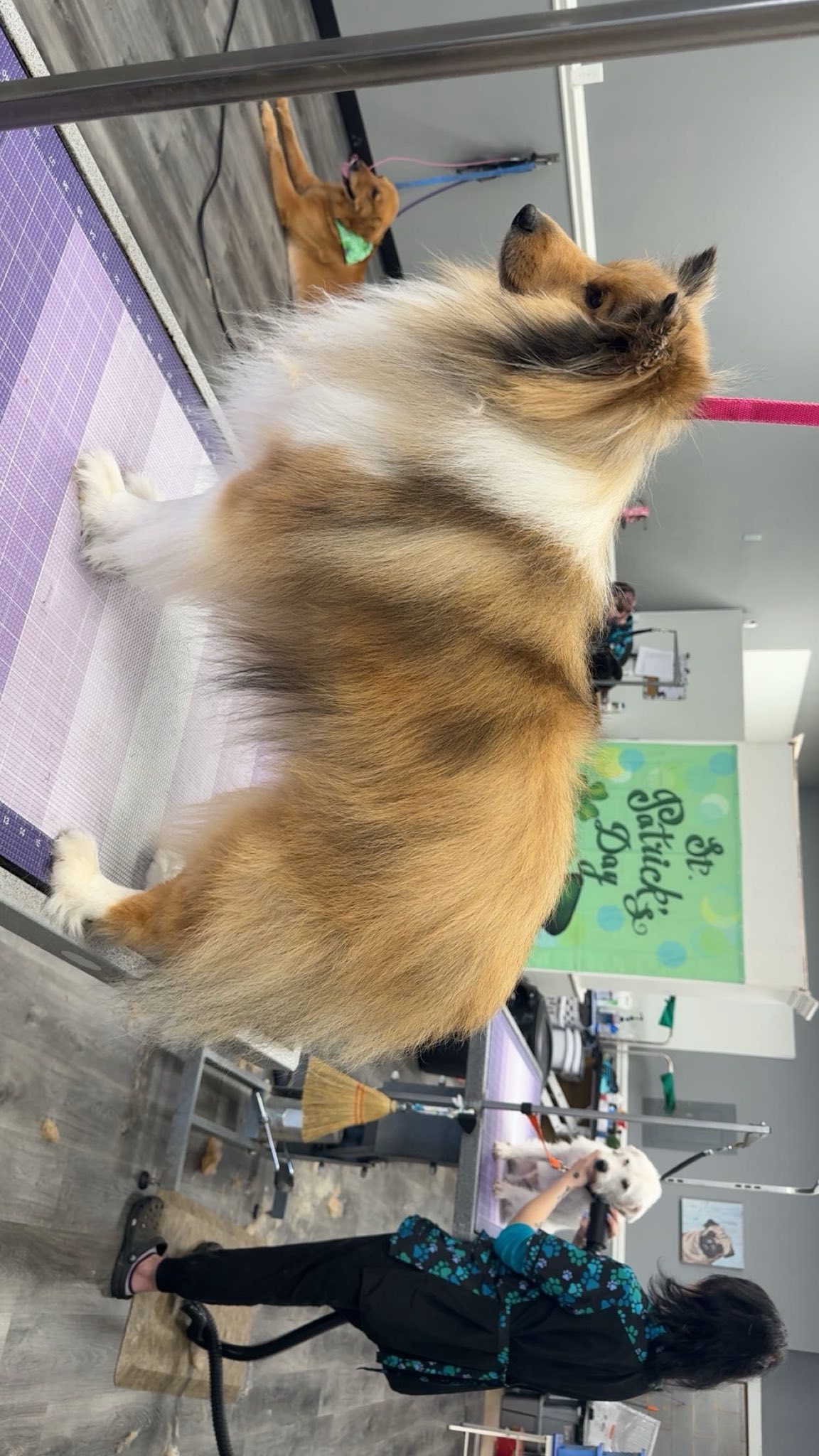 Biscuits, Bath & Beyond Dog Grooming Gastonia