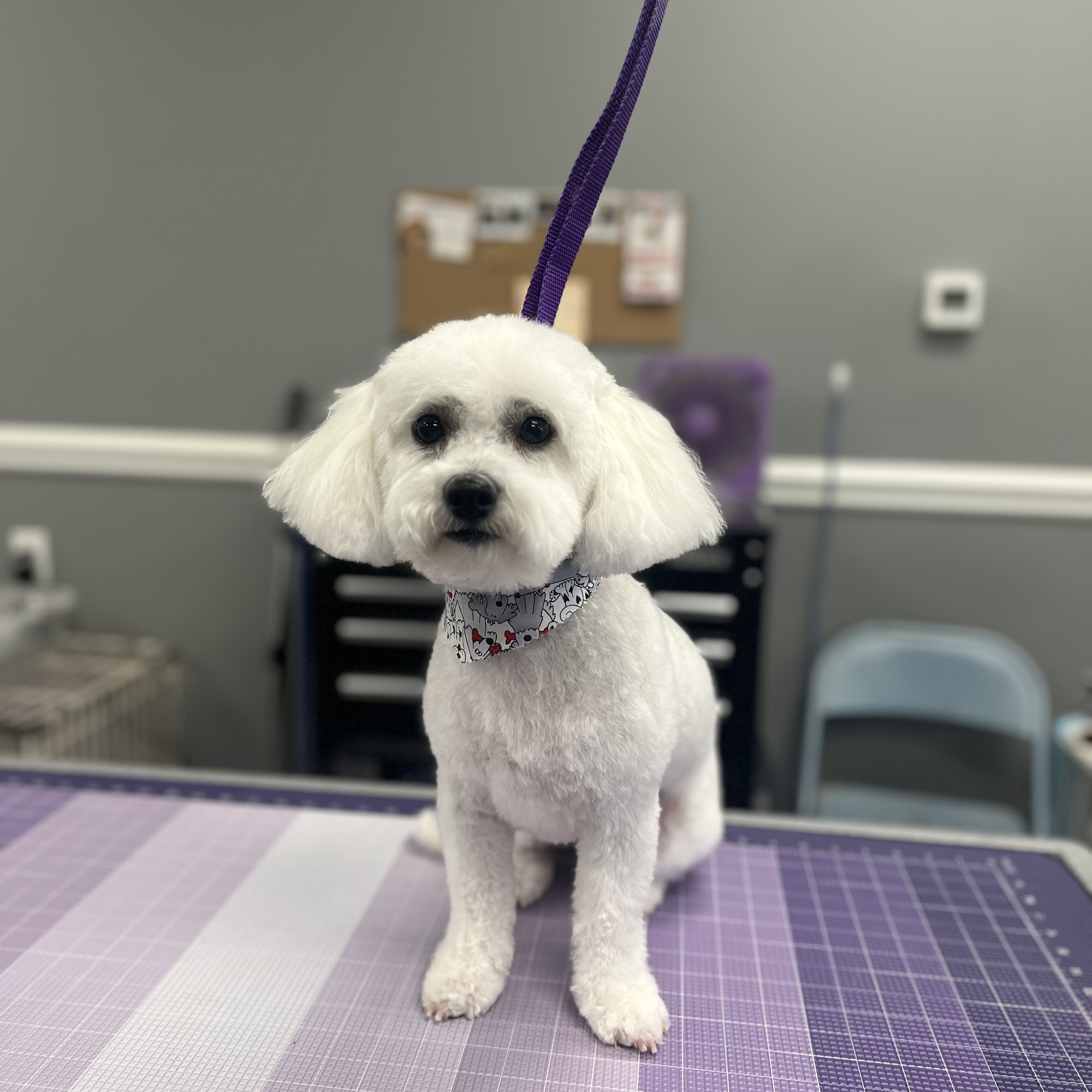 Biscuits, Bath & Beyond Dog Grooming Gastonia