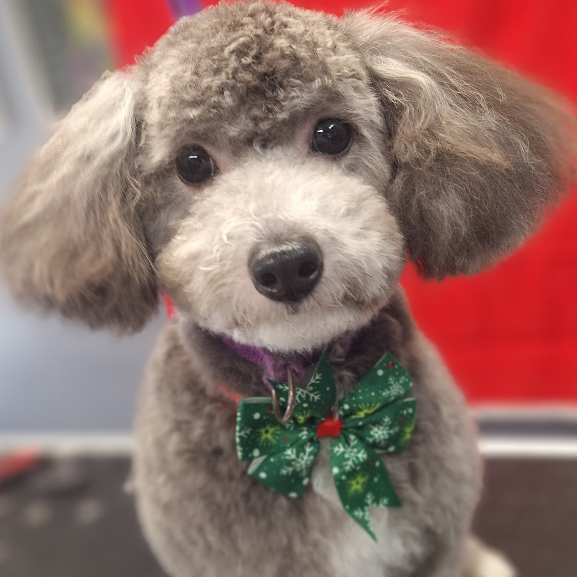 Linda’s Magic Wand Pet Salon Gastonia
