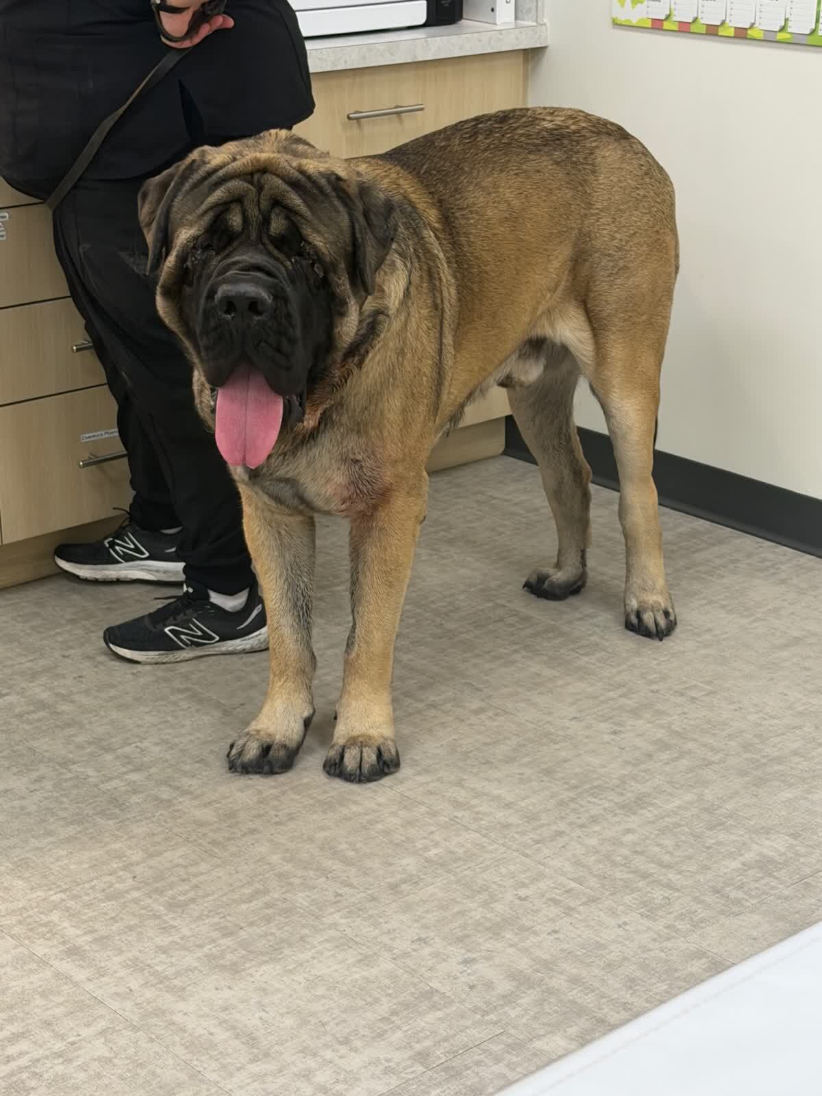 UrgentVet - Gastonia Gastonia