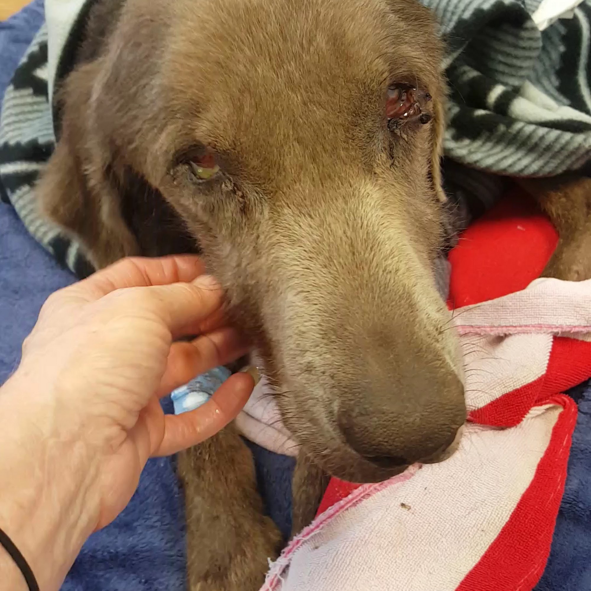 Phoenix Animal Hospital Gibsonville