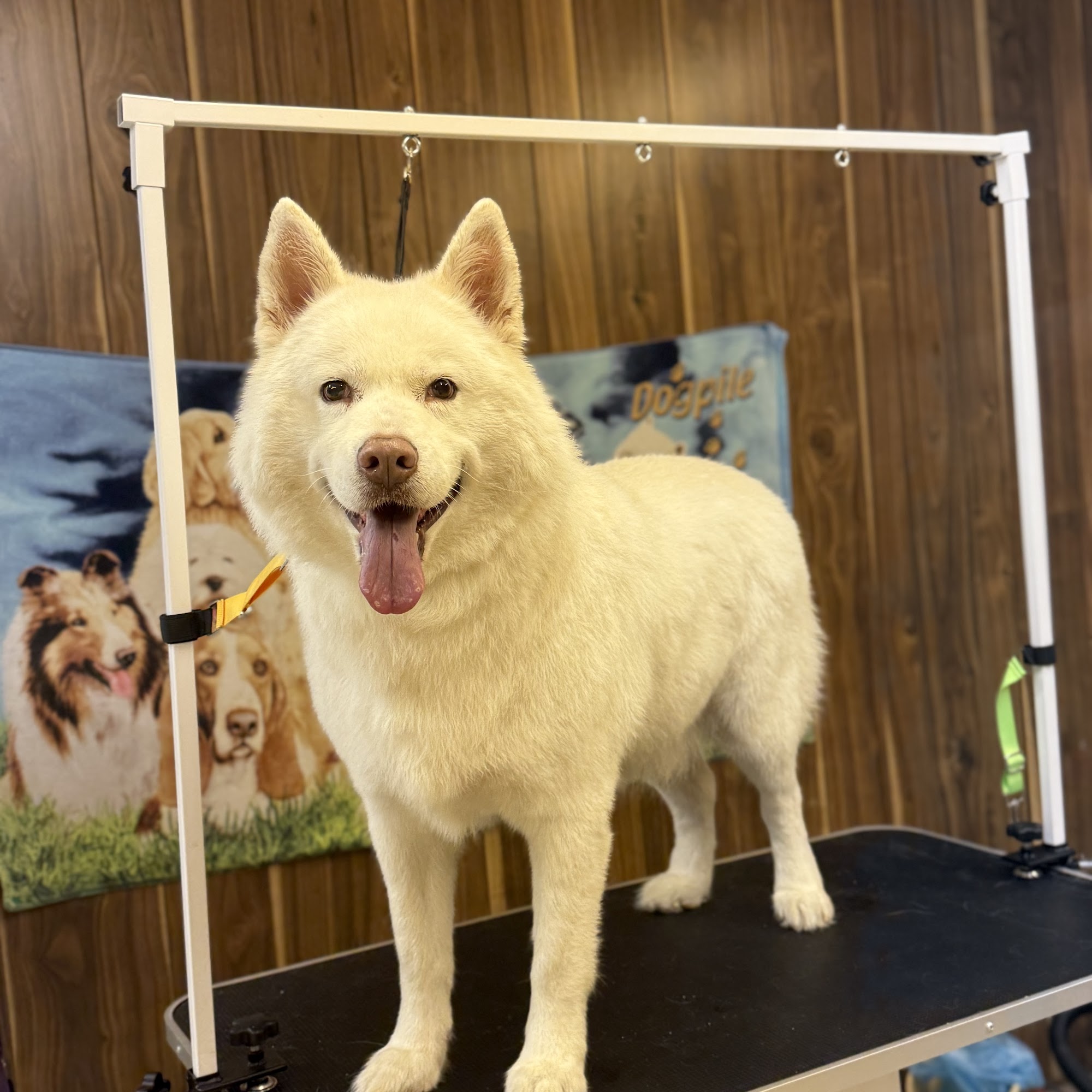 Hidden Creeks Pet Salon Gold Hill
