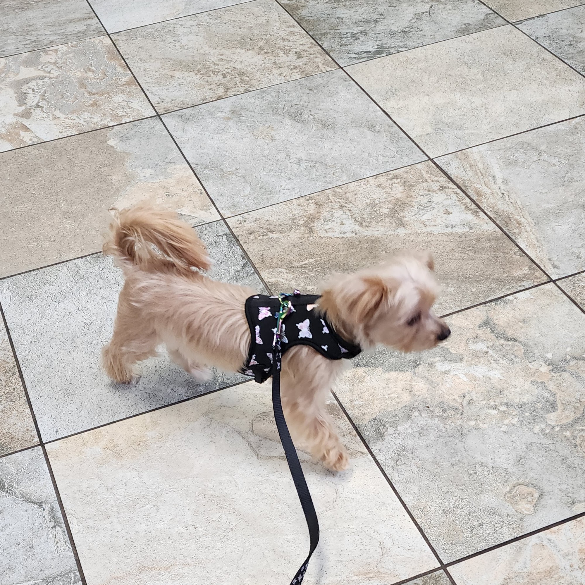 Landmark Animal Clinic Goldsboro