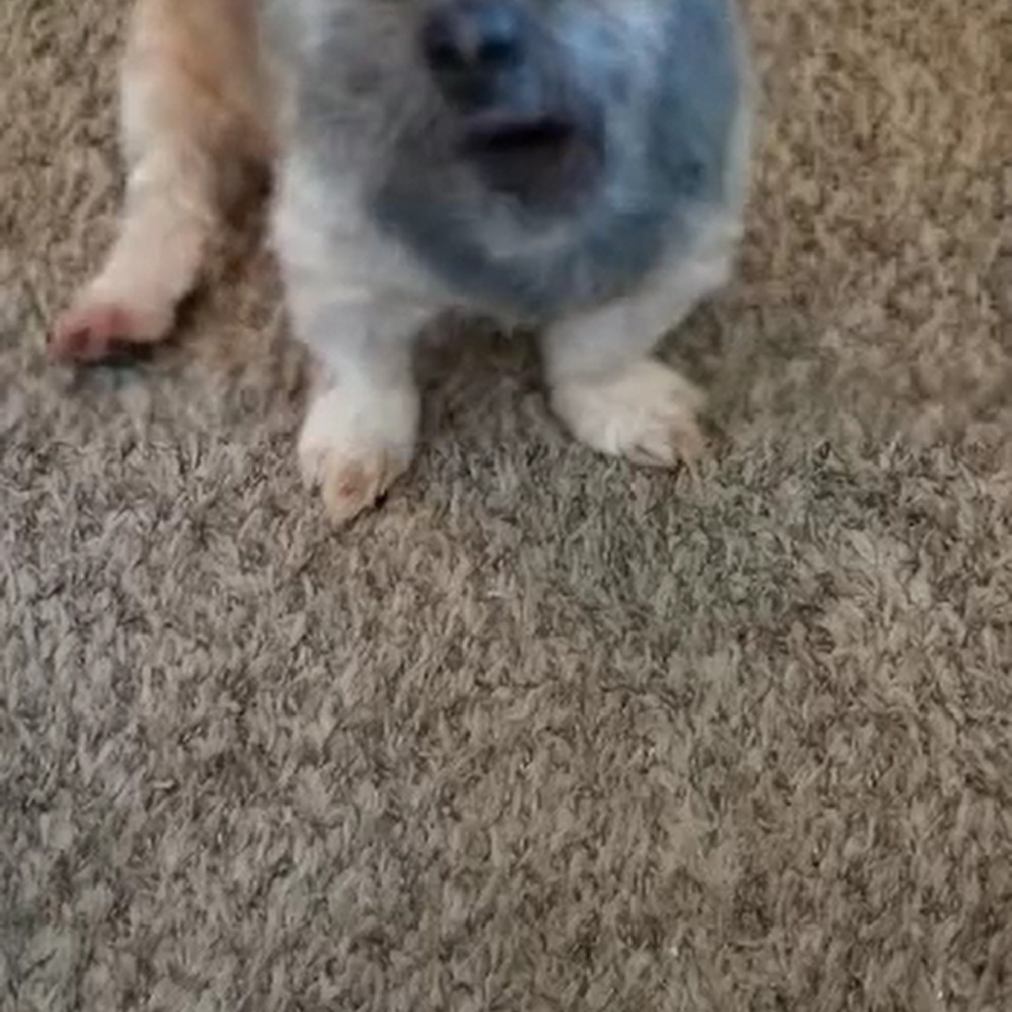 Berkeley Veterinary Clinic Goldsboro