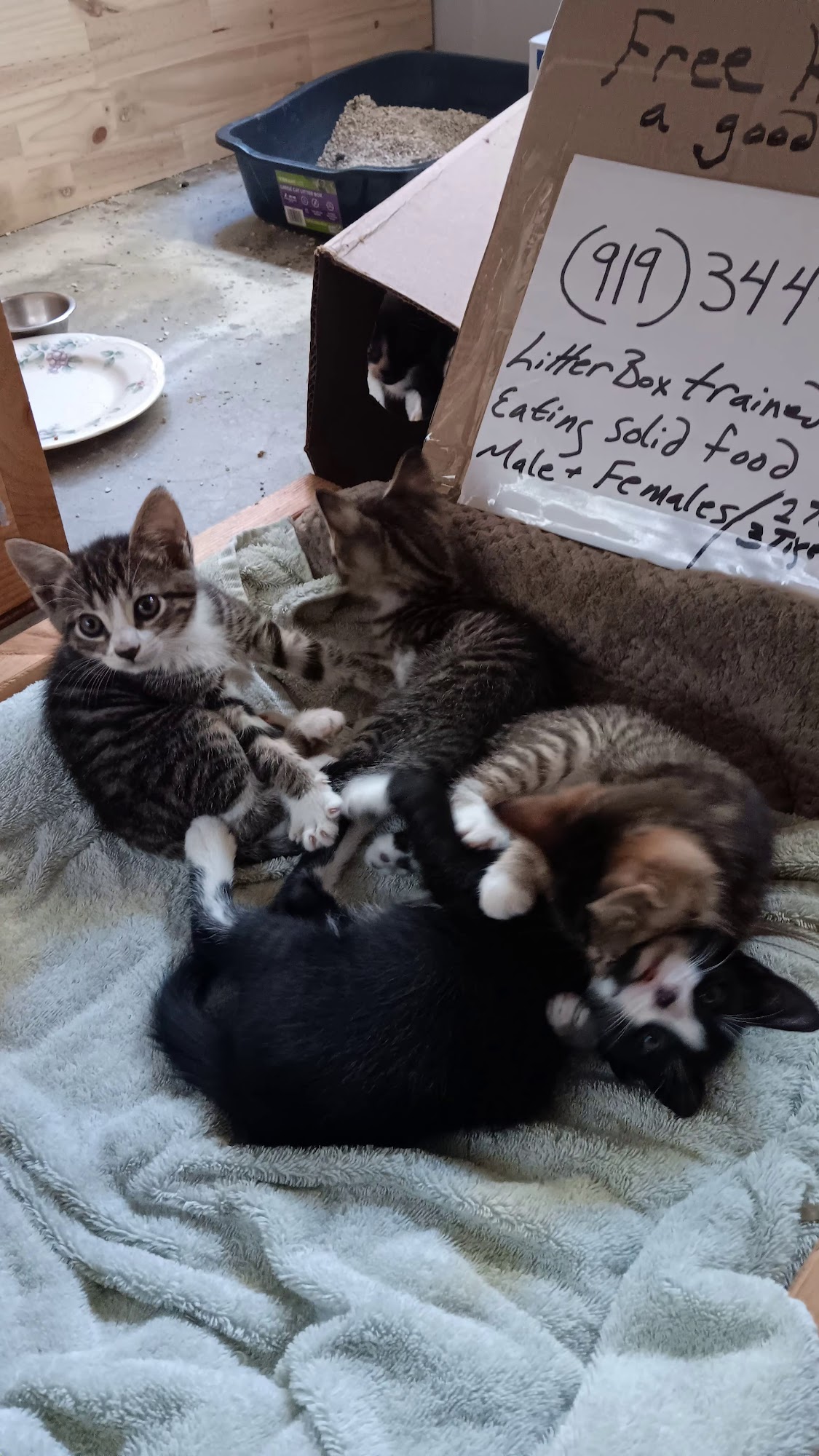 Spring Creek Animal Hospital Goldsboro