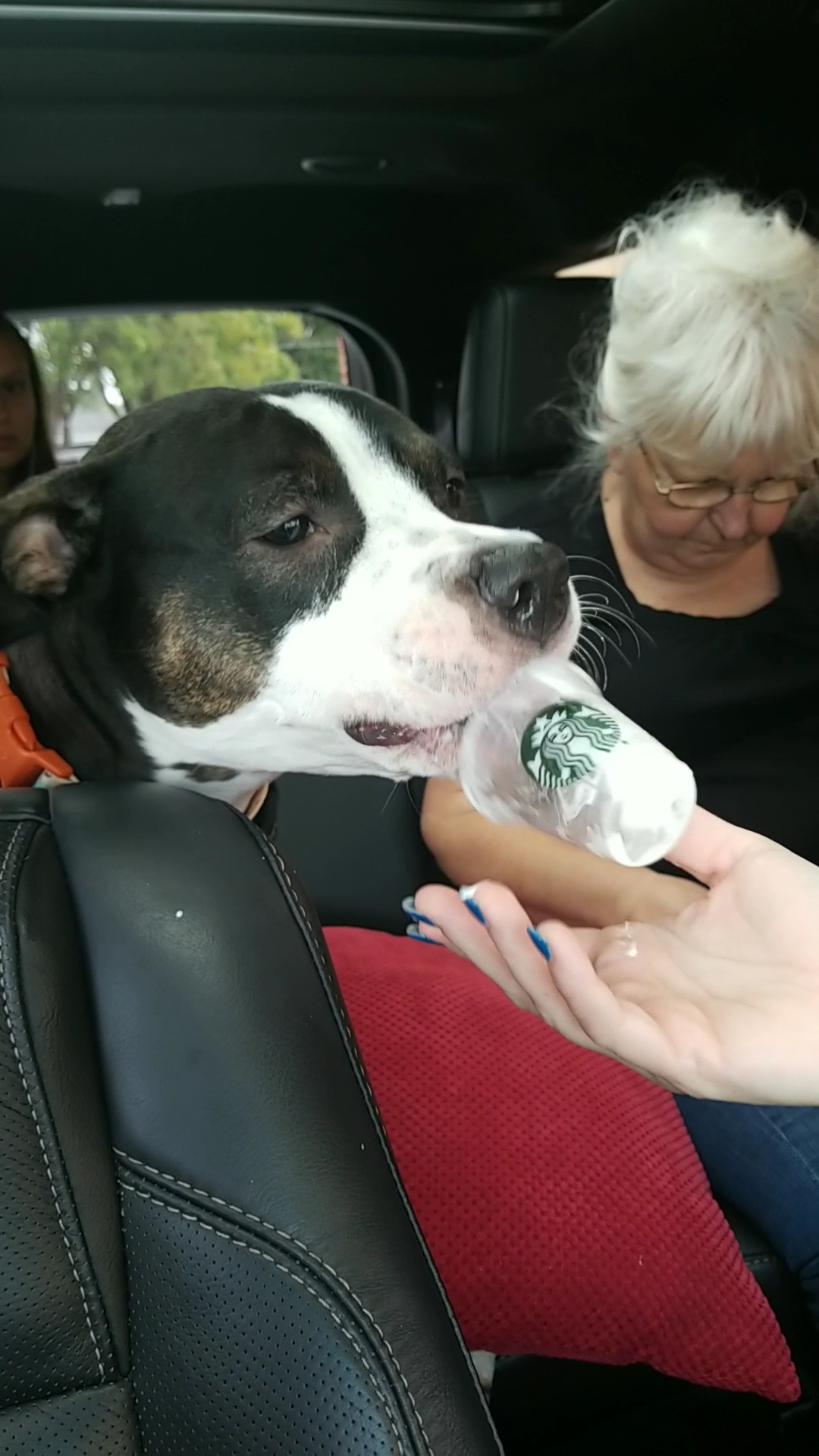 Starbucks Menu