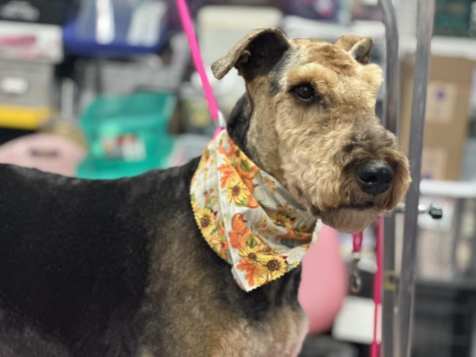 Cuts 4 Muttz Goldsboro