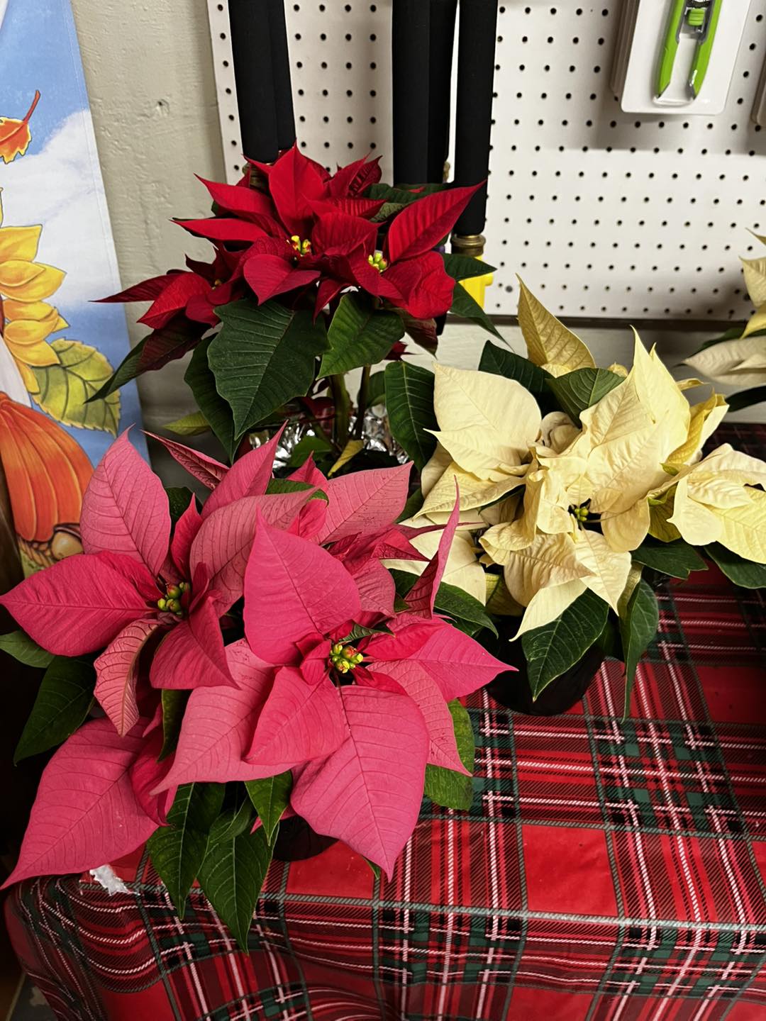 Casey Nursery Inc Goldsboro