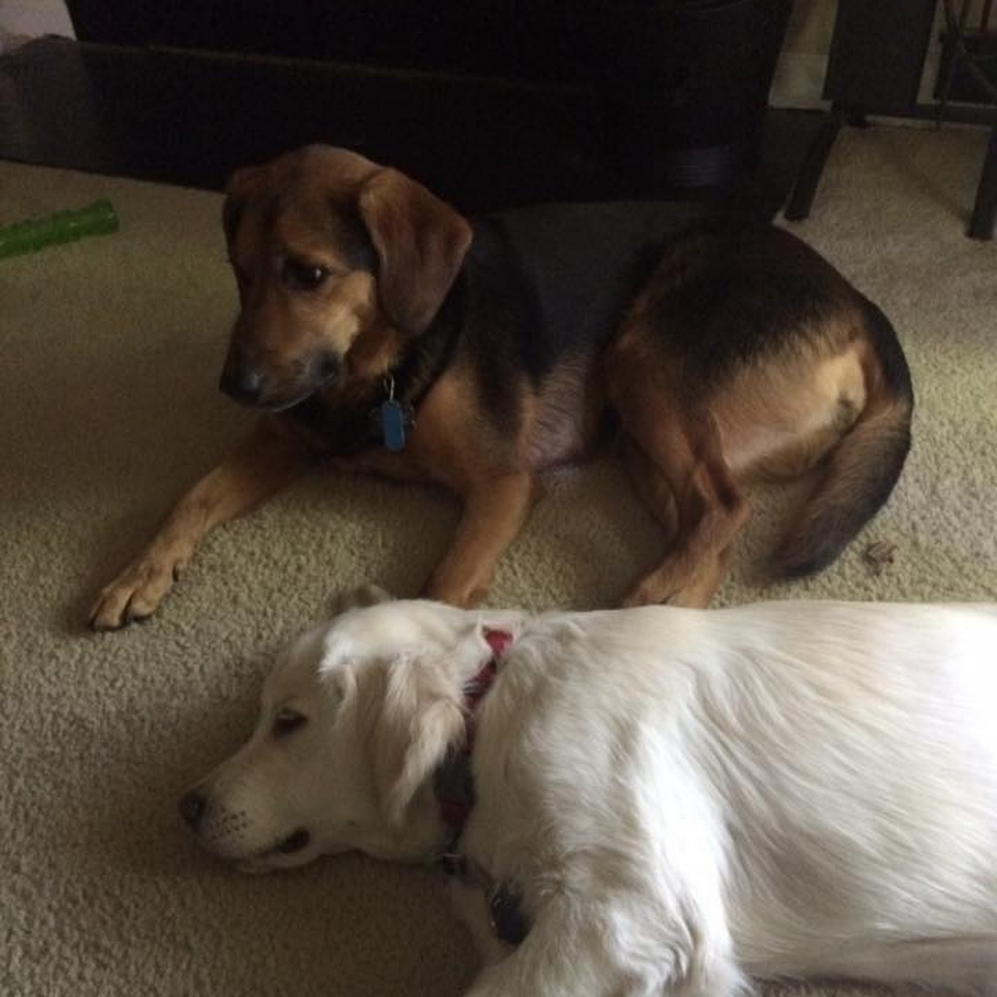 Tri County Veterinary Service Graham