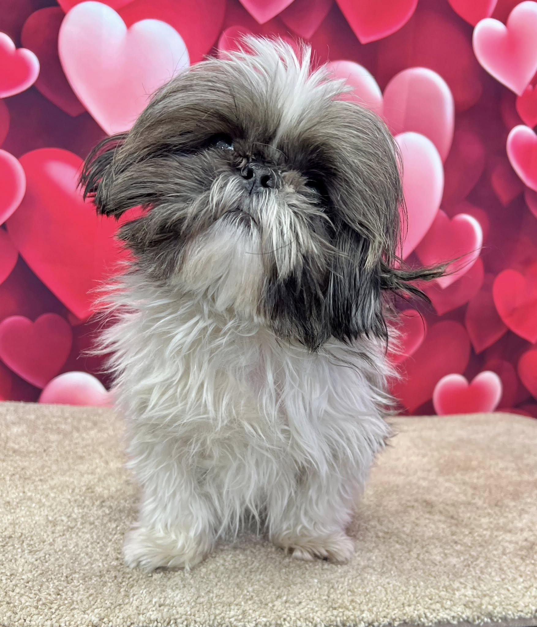 Plum Pucci Salon Pet Grooming (Graham) Graham