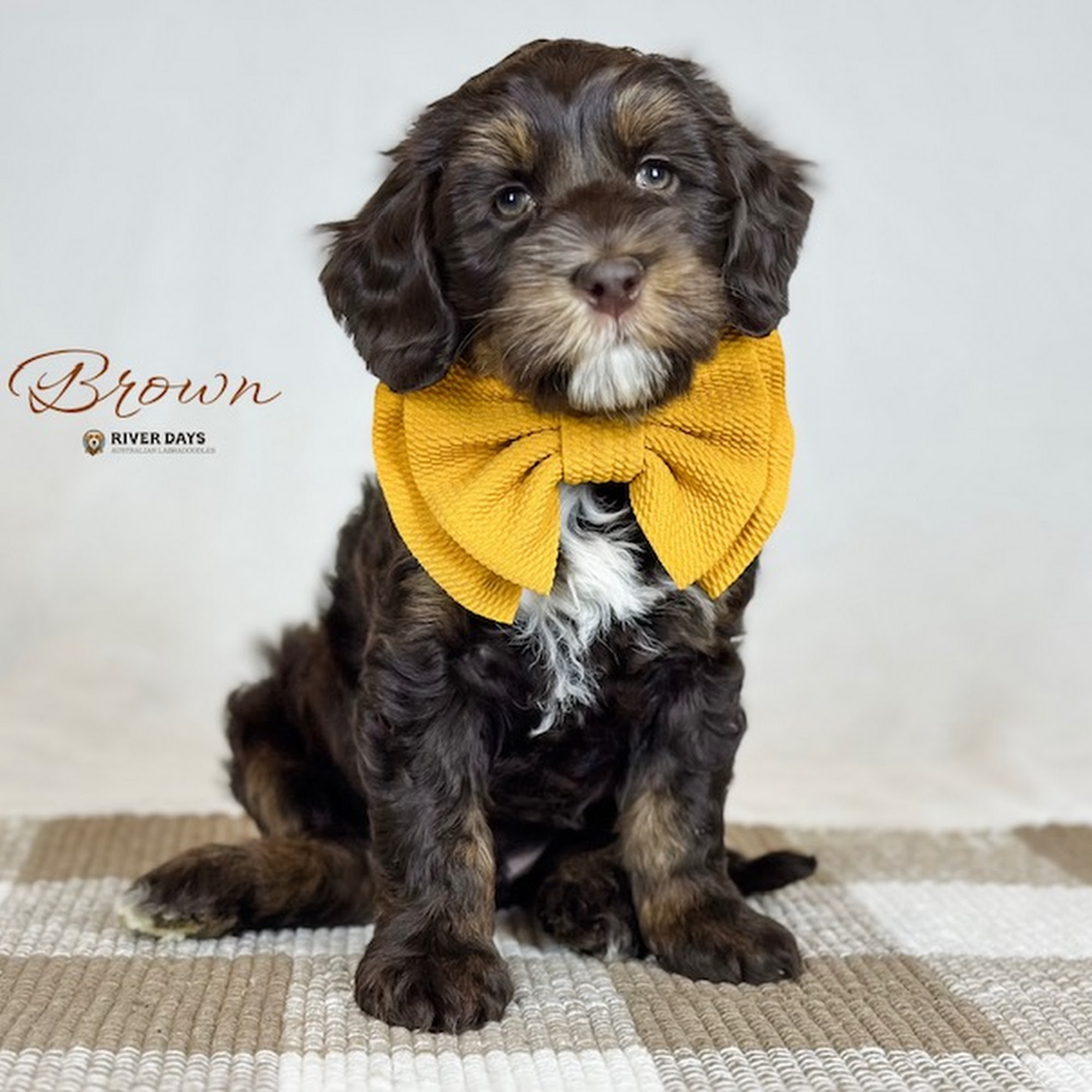 River Days Australian Labradoodles Graham