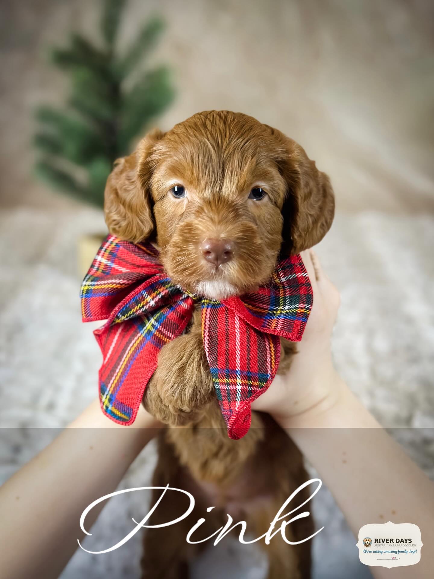River Days Australian Labradoodles Graham