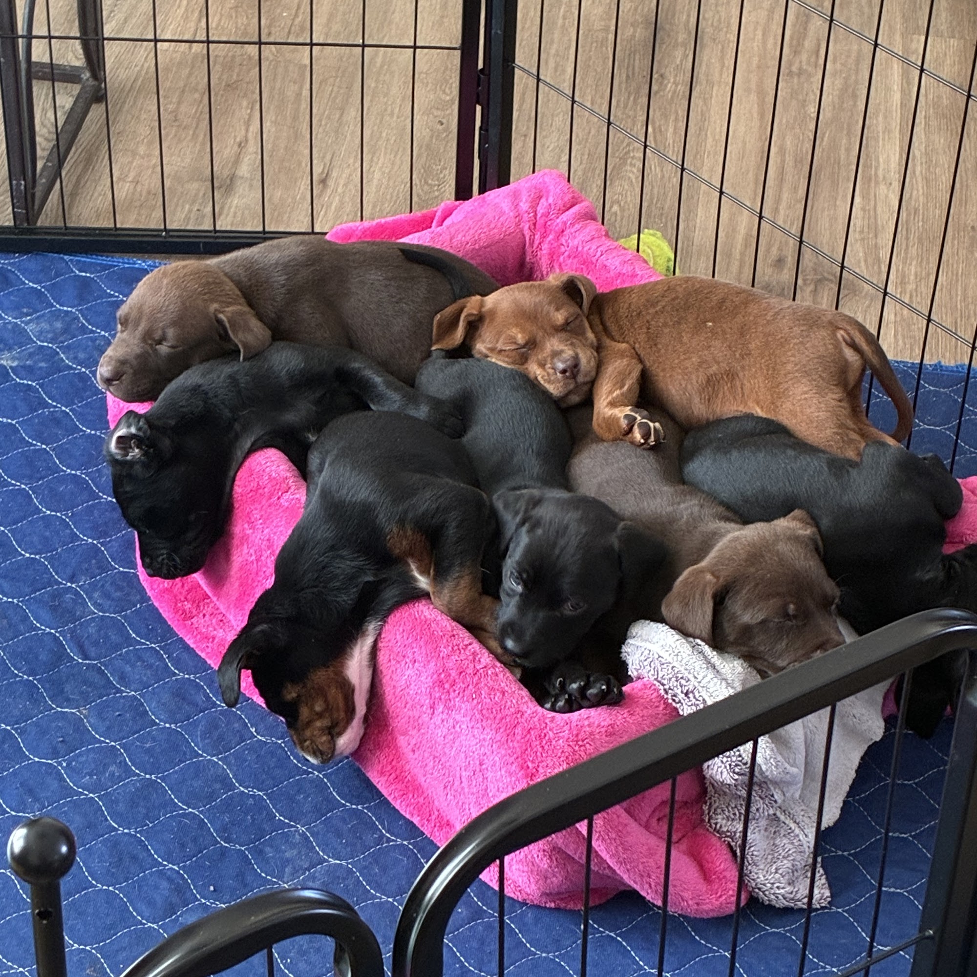 Lake Hickory Veterinary Hospital Granite Falls