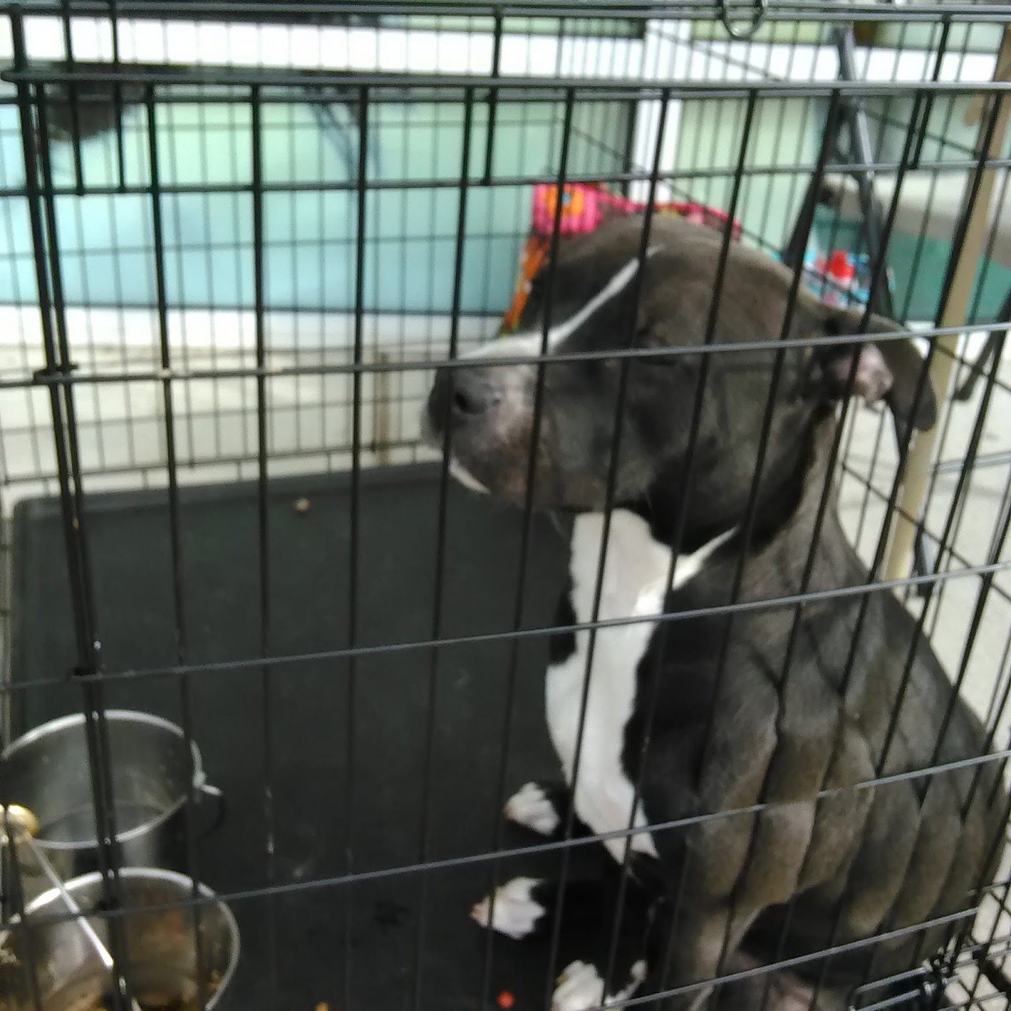 Pet Supermarket Greensboro