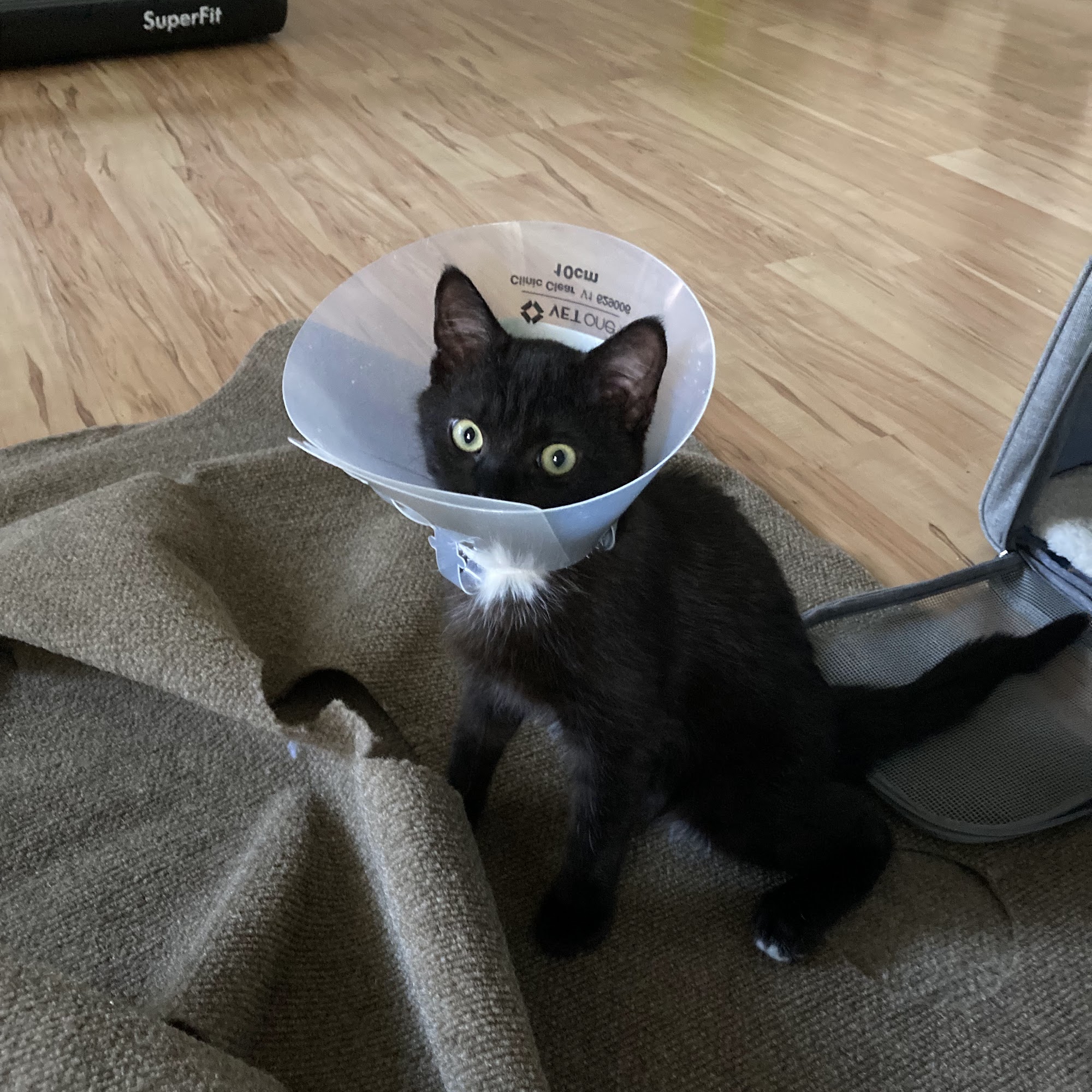 Piedmont Communities Spay Neuter & Wellness Clinic Greensboro