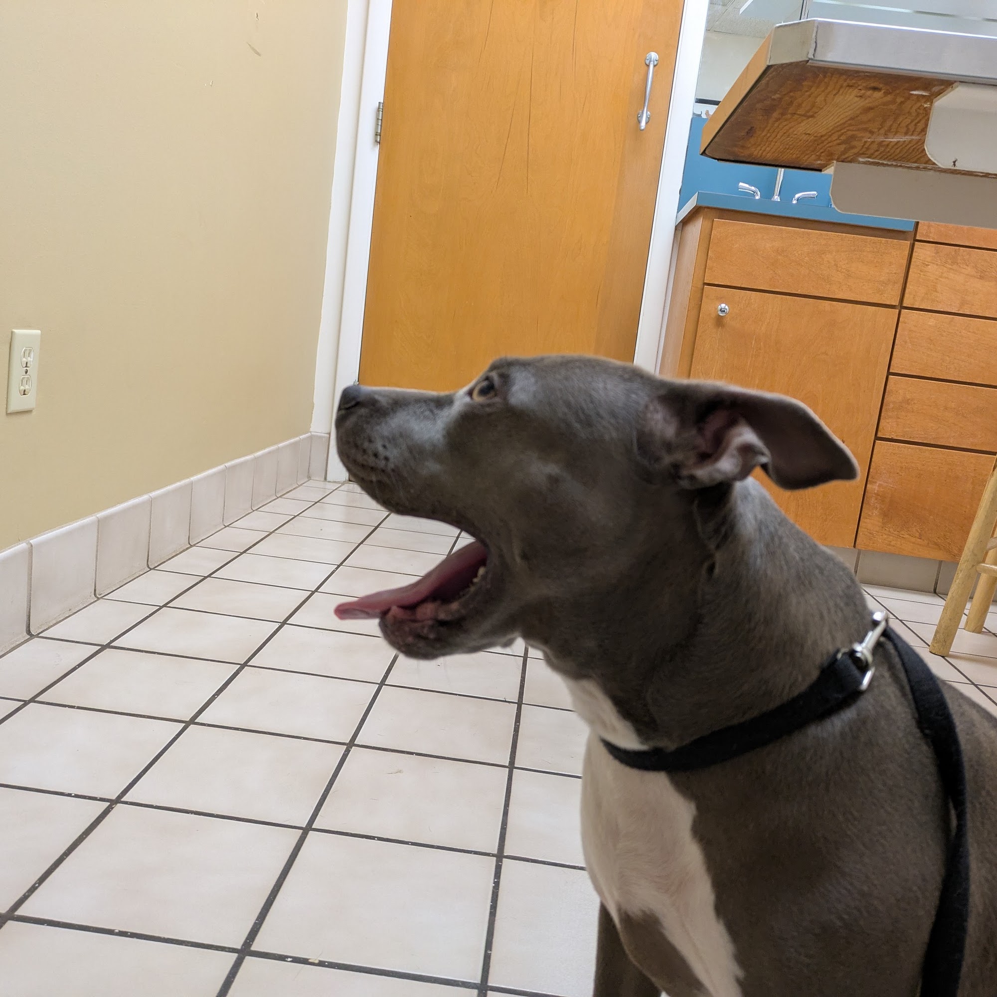 Battleground Veterinary Hospital Greensboro