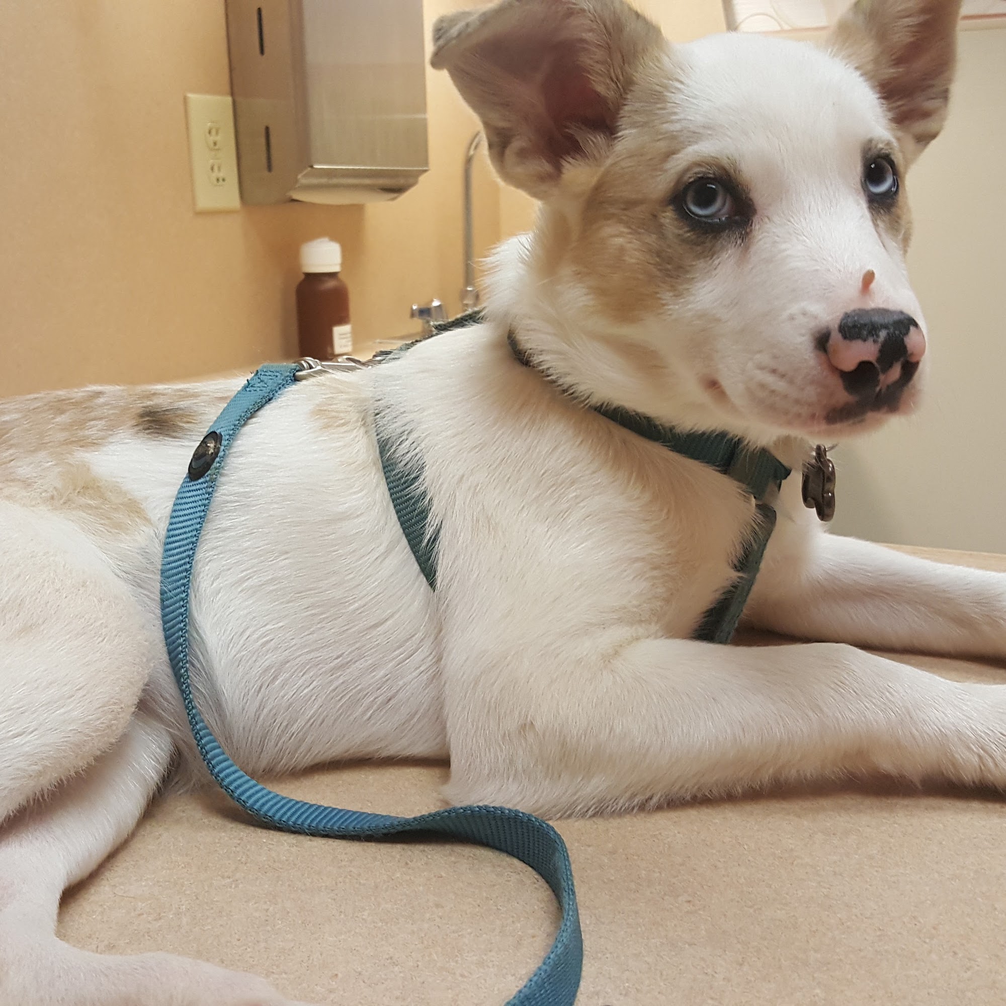 Gate City Animal Hospital Greensboro