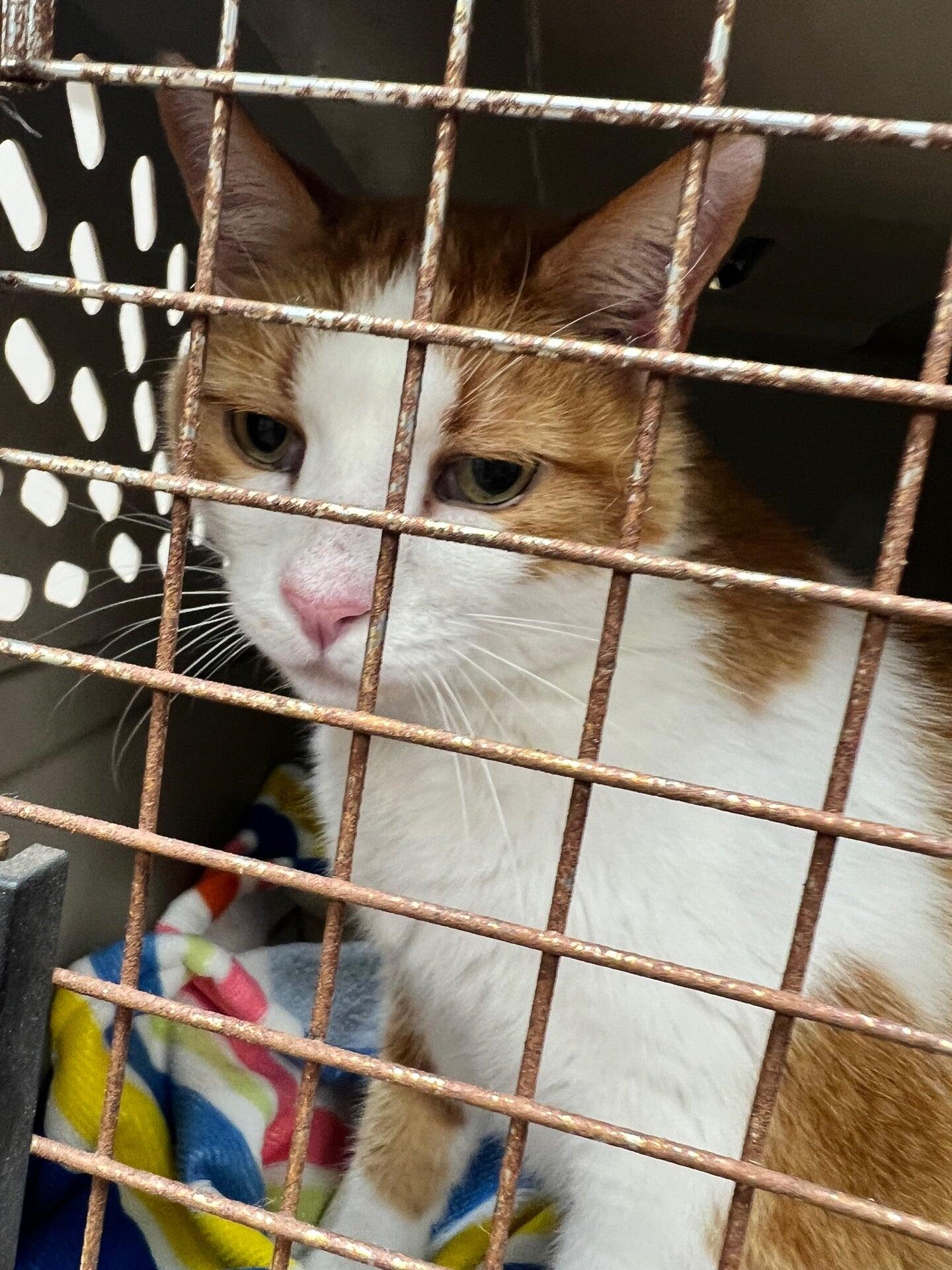 Cobb Animal Clinic Greensboro