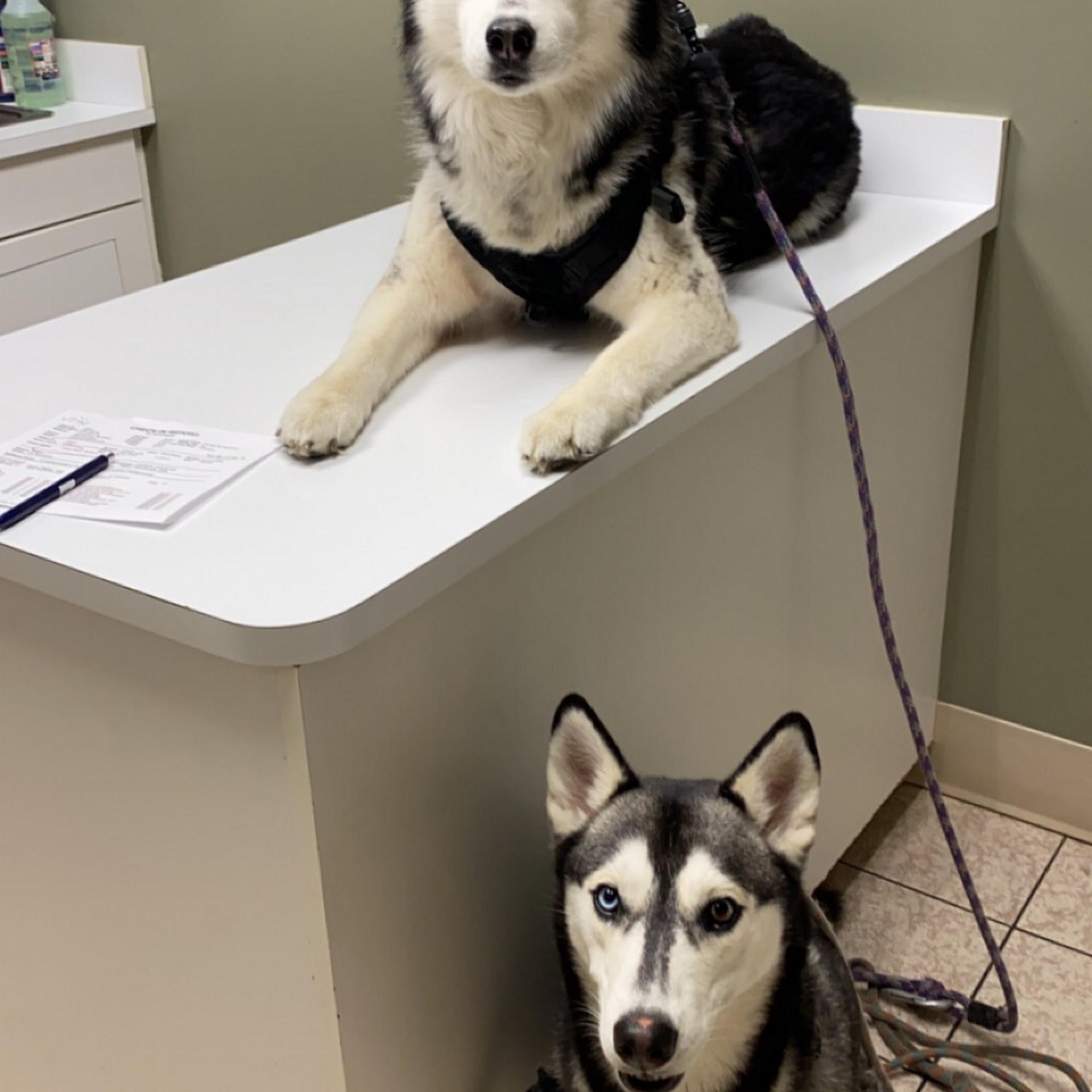 Lawndale Veterinary Hospital Greensboro