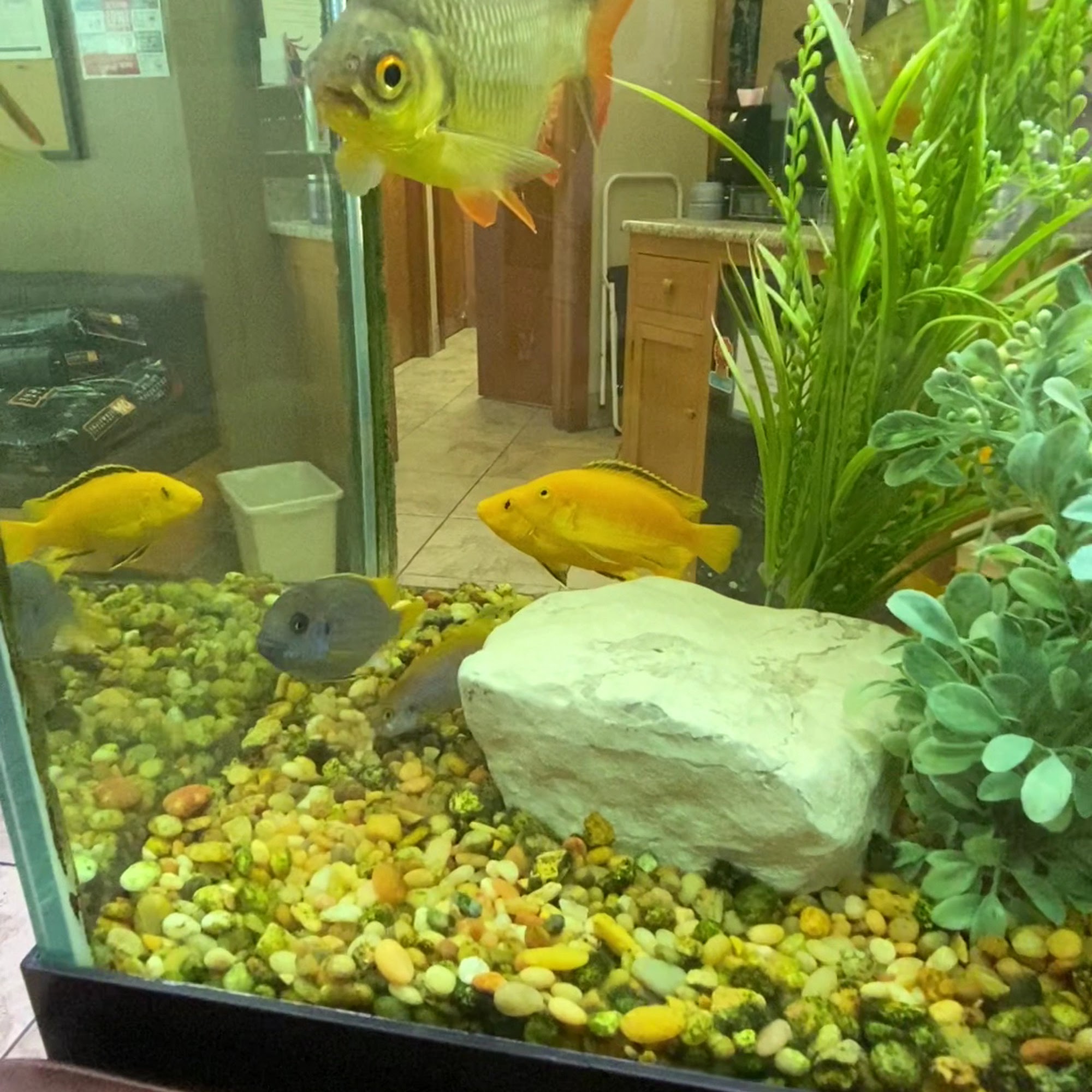 Animal Medical Centre Of Greensboro Greensboro