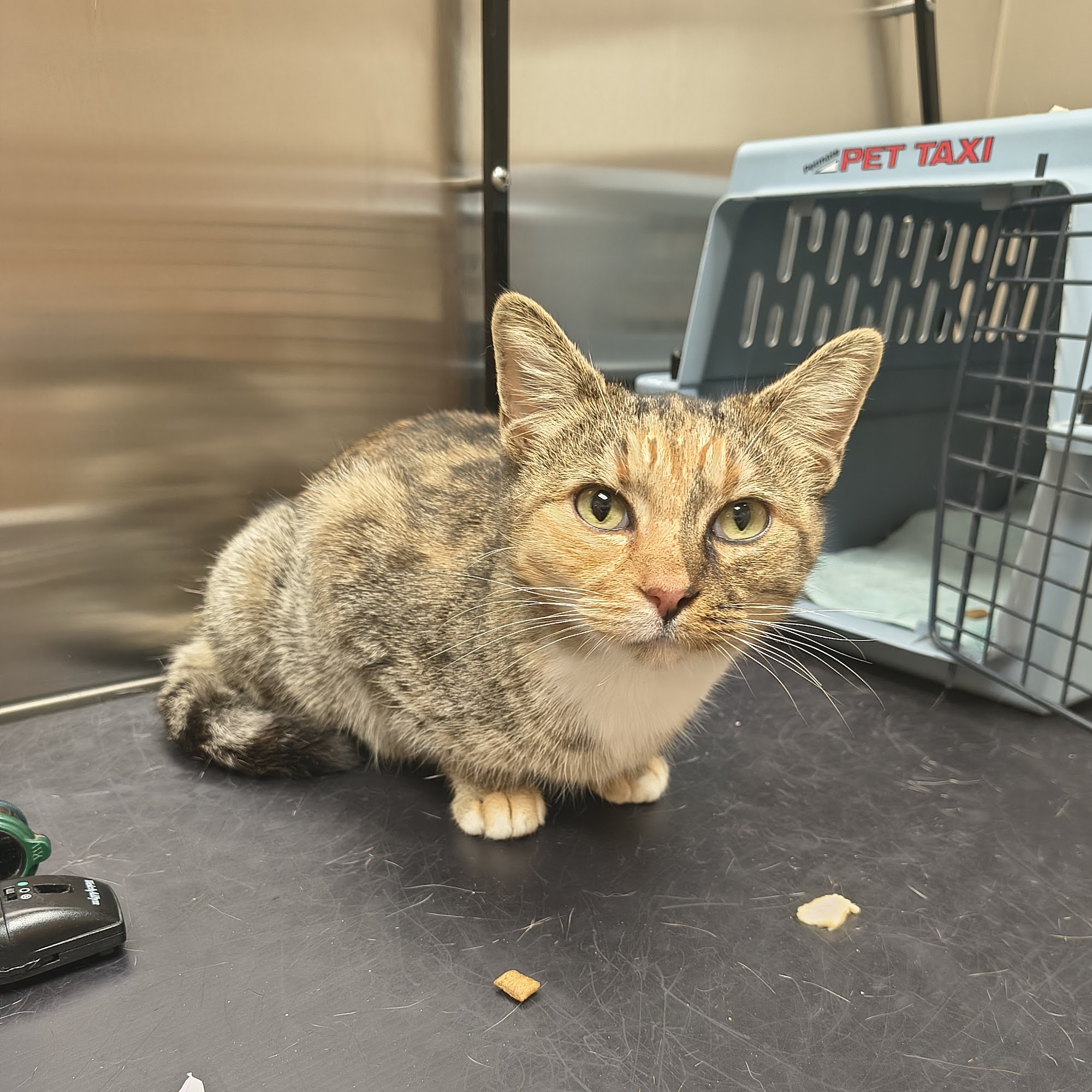 North Elm Animal Hospital Greensboro