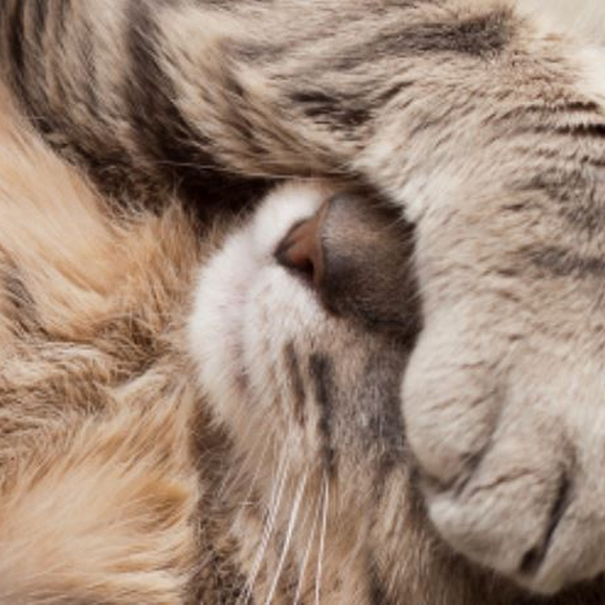 Cat Clinic of Greensboro Greensboro