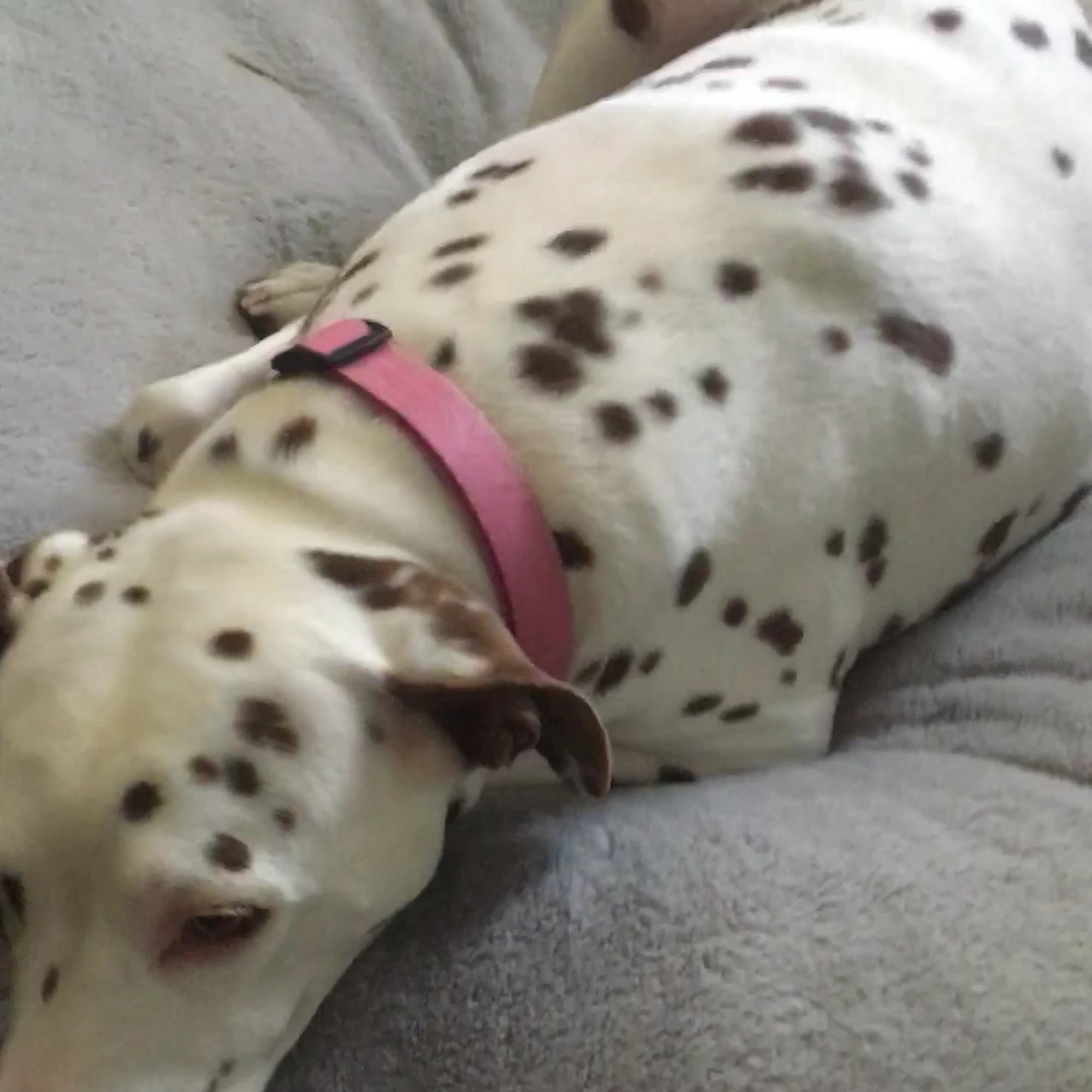 Bel - Aire Veterinary Hospital Greensboro