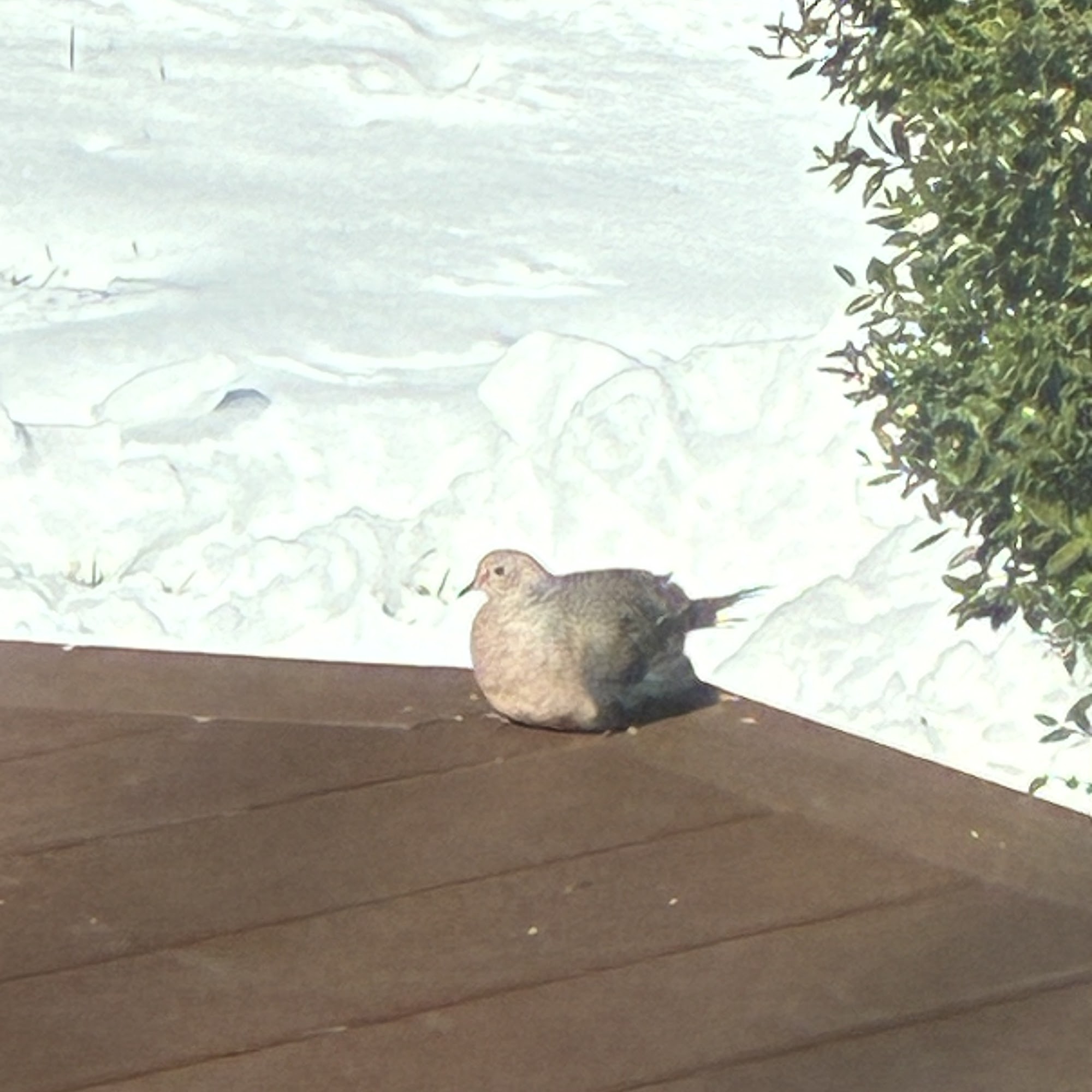 All Creatures Veterinary Hospital Greensboro