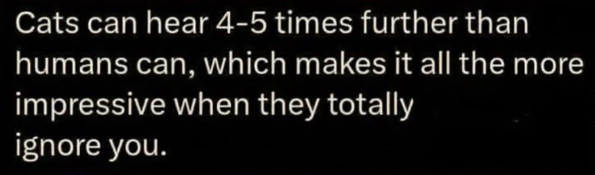 Purr Life Luxury Cat Resort & Grooming Greensboro